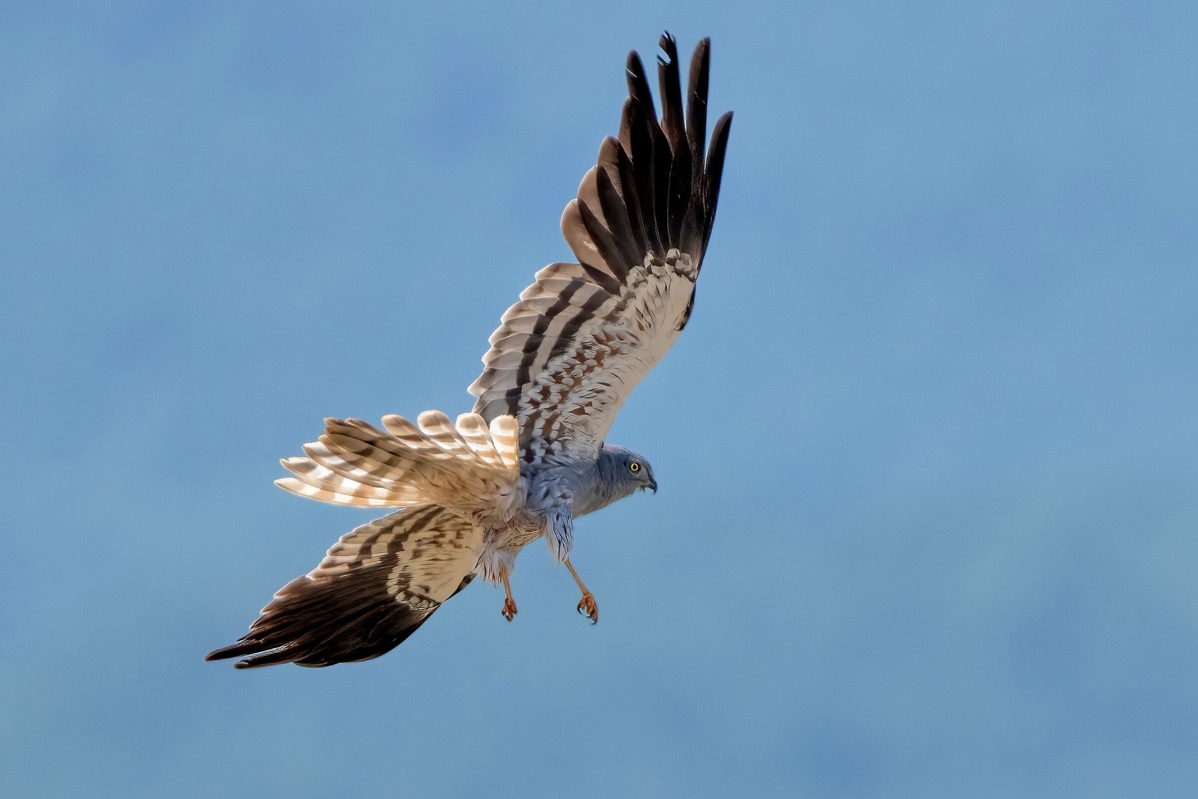 Albanella minore (Circus pygargus) - maschio