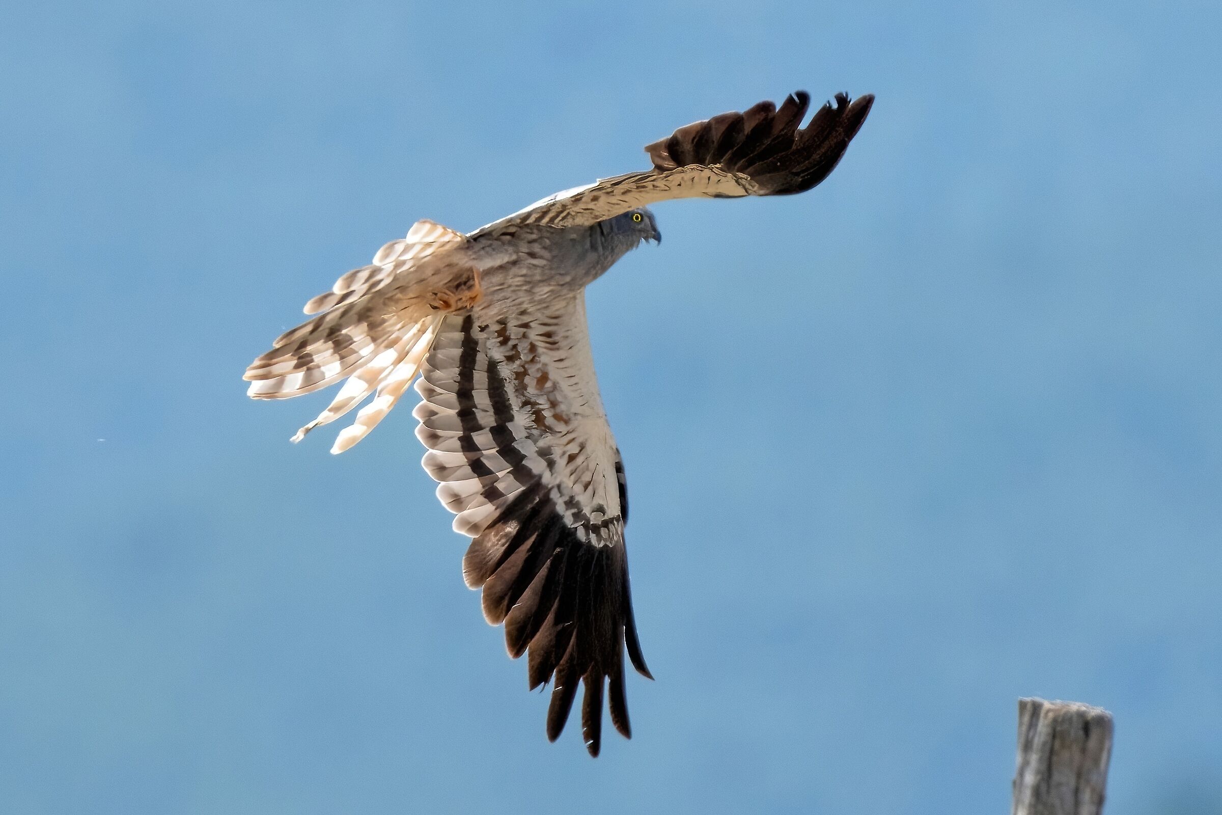 Montagu's Harrier (Circus pygargus) - male