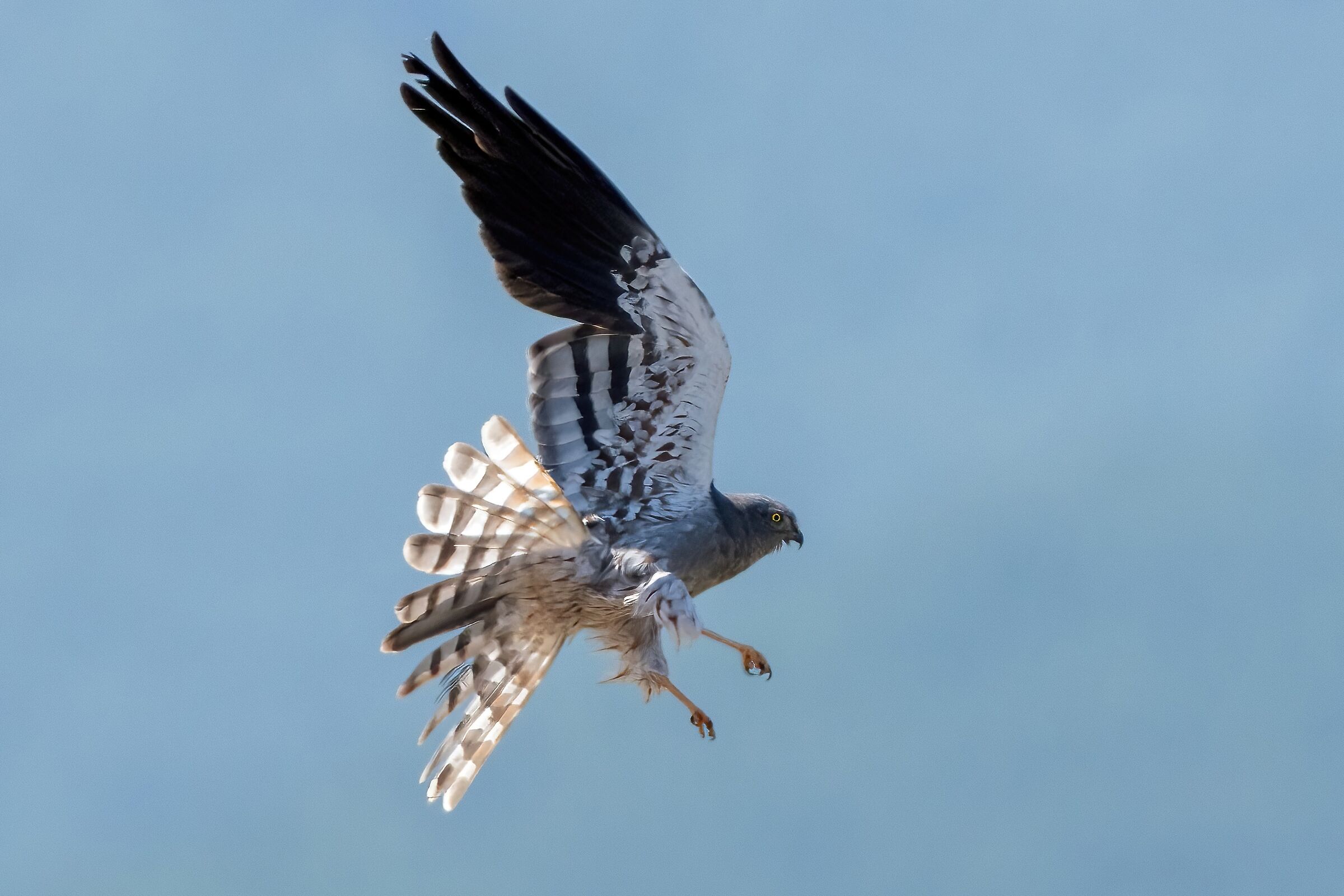 Montagu's Harrier (Circus pygargus) - male