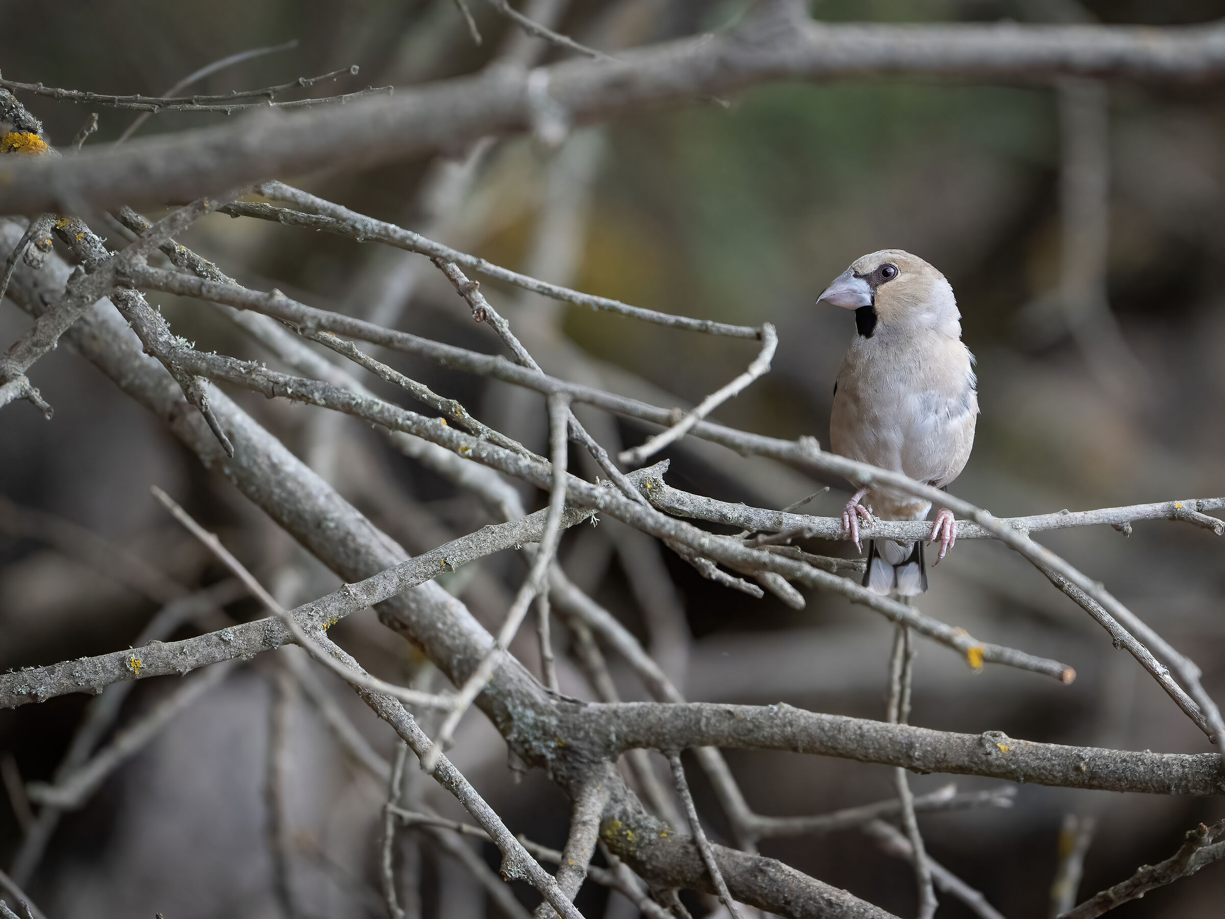 hawfinch