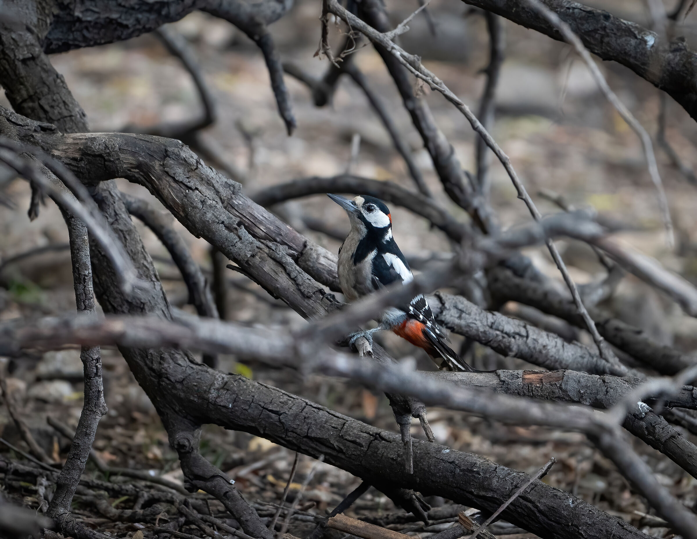 Male Spotted Woodpecker
