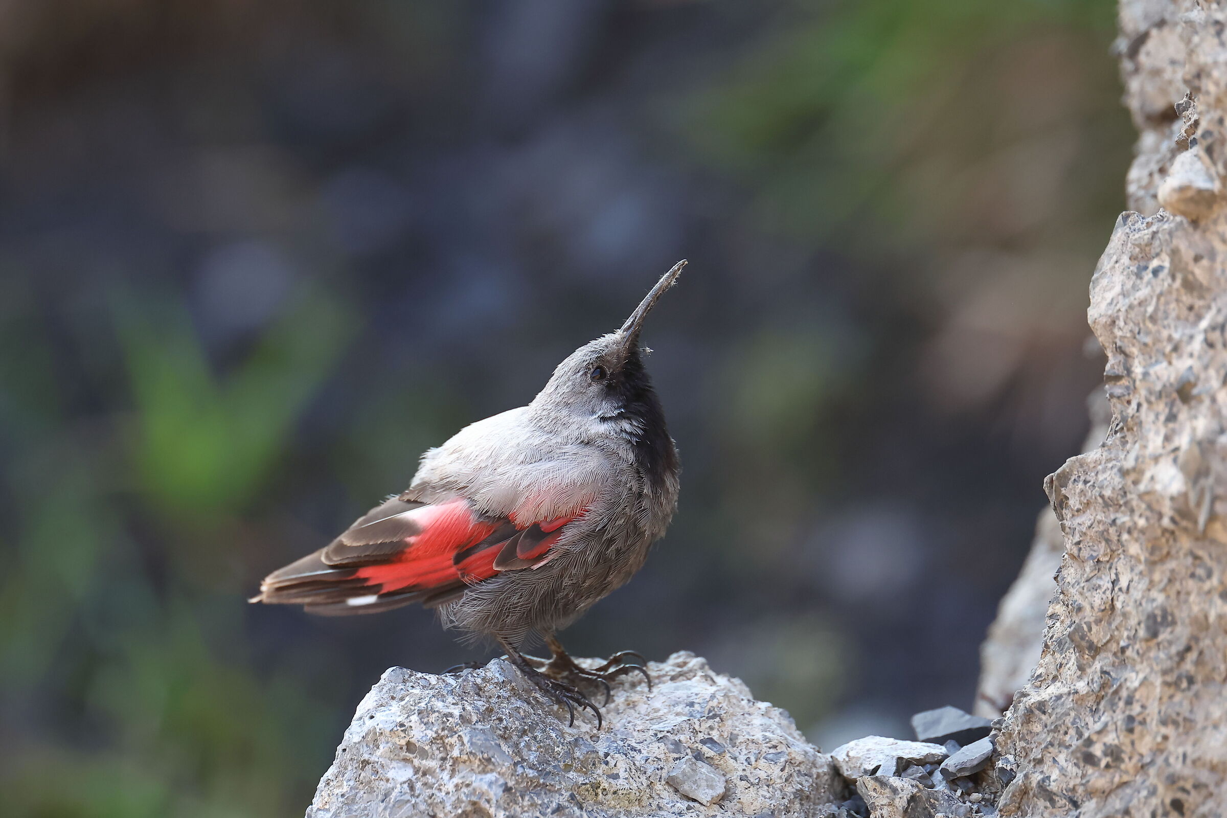 Male Wallcreeper in livery