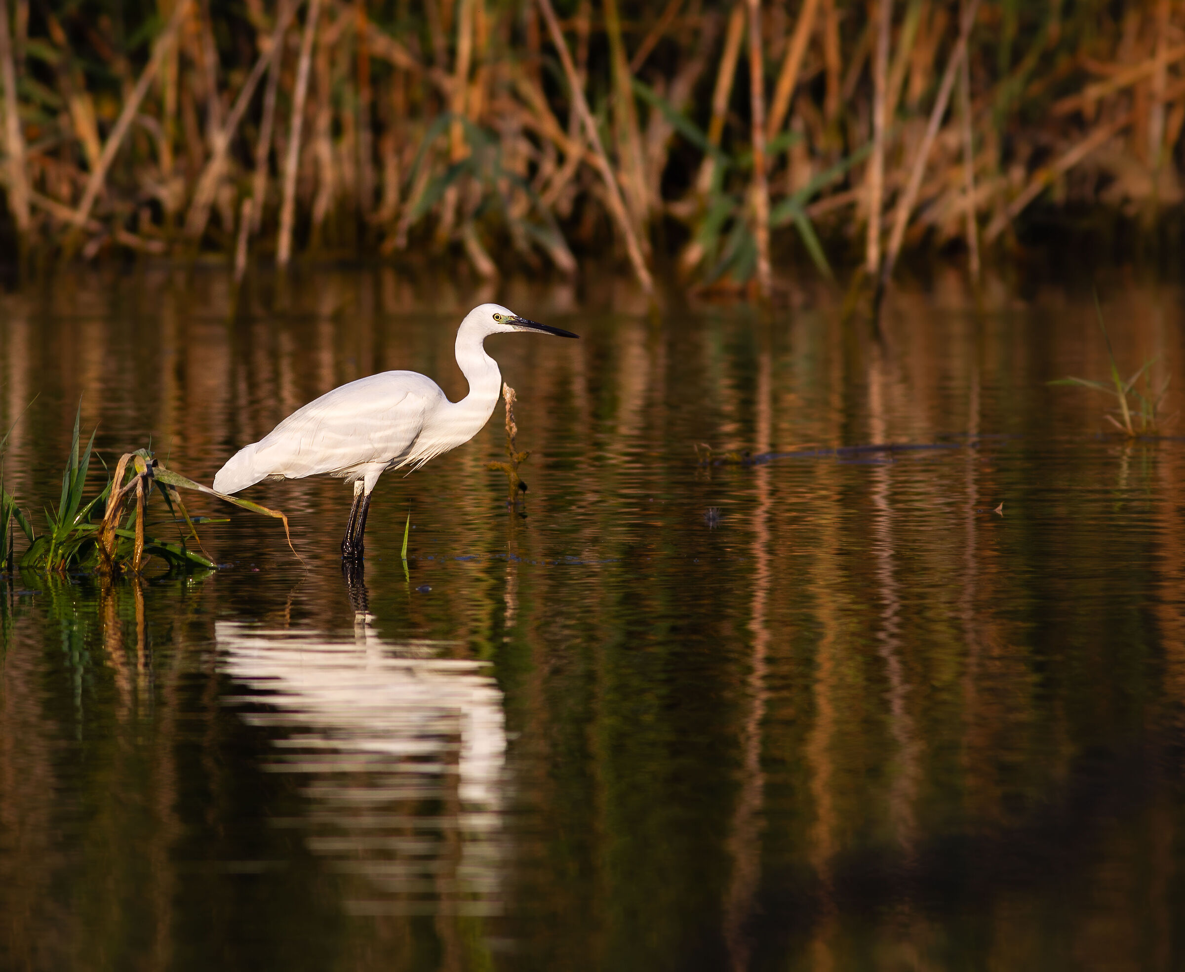 Egret at sunset