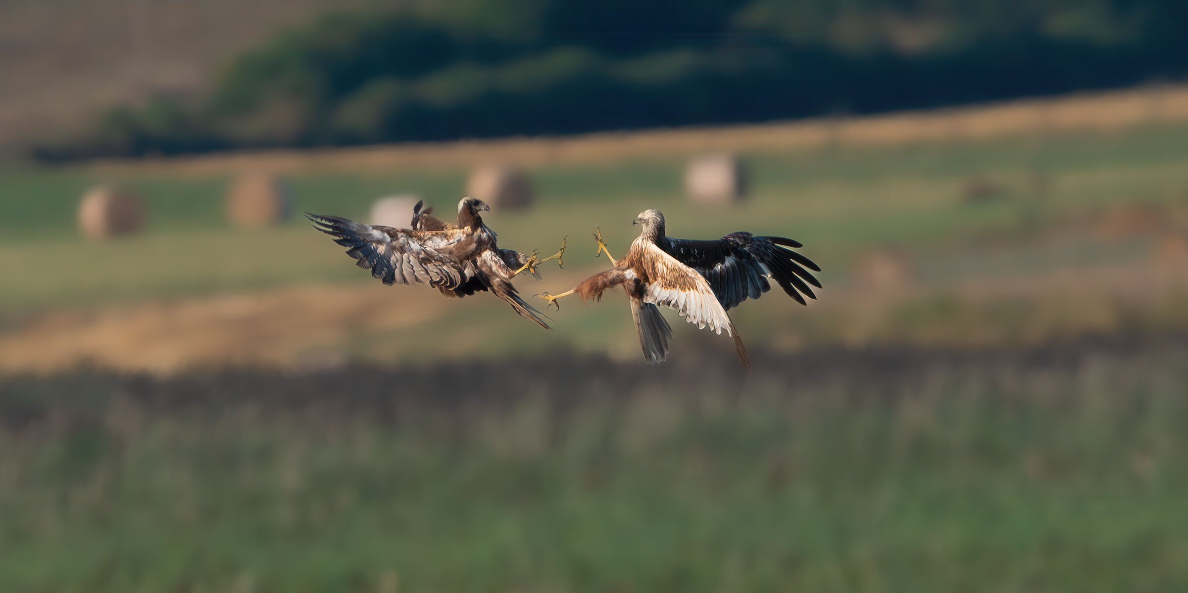 Marsh Harriers