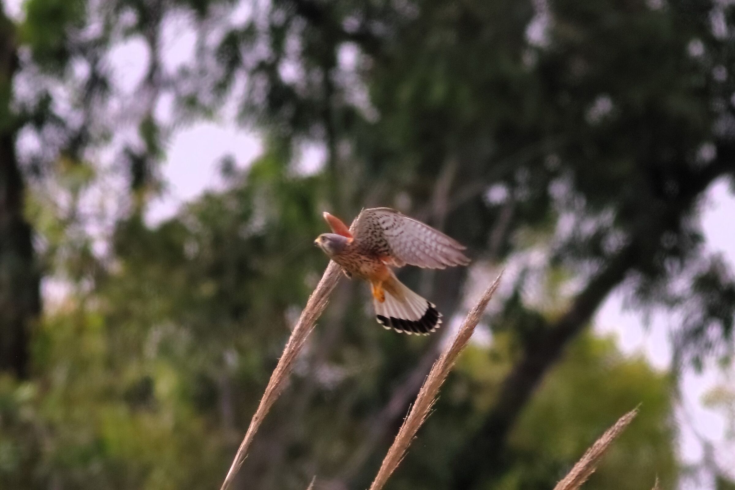 Gheppio 18-06-2024 - 0384