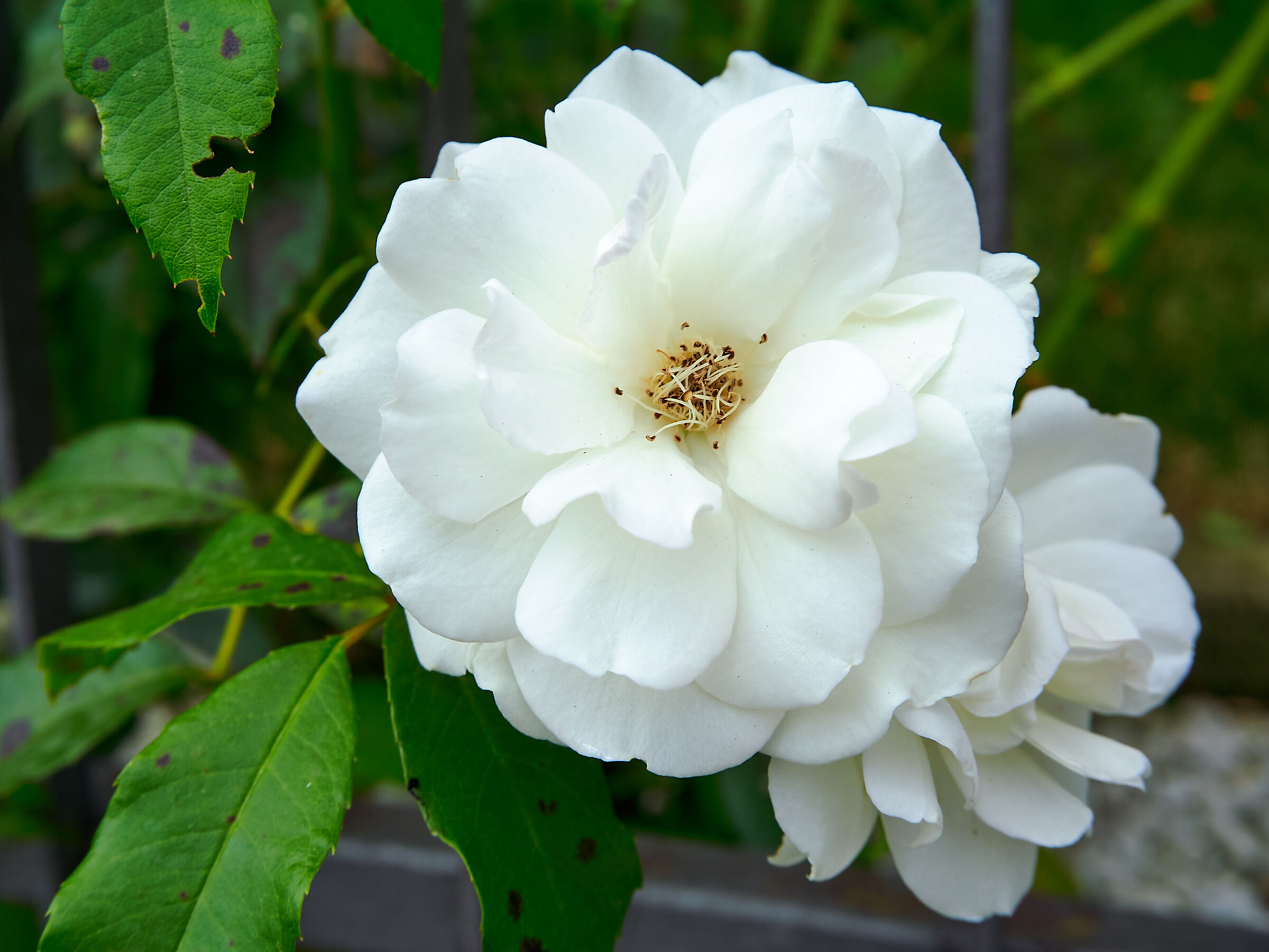 White rose