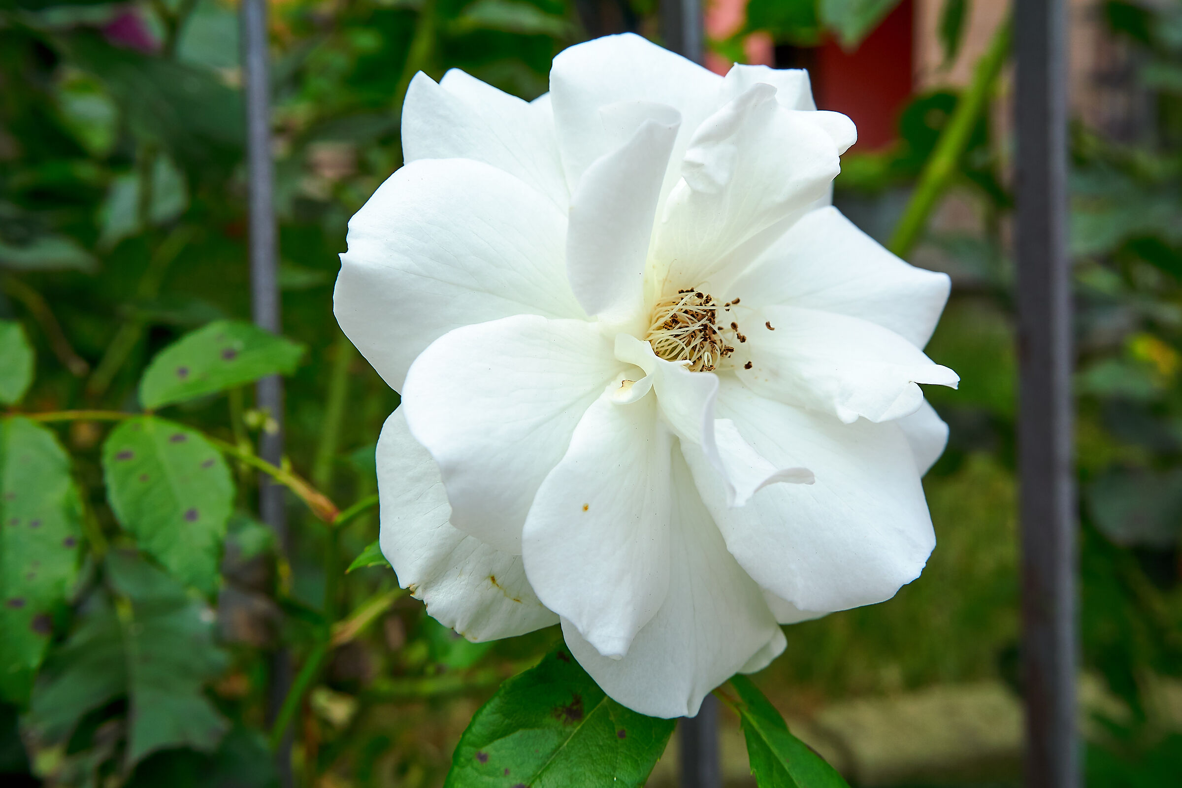 White Rose2