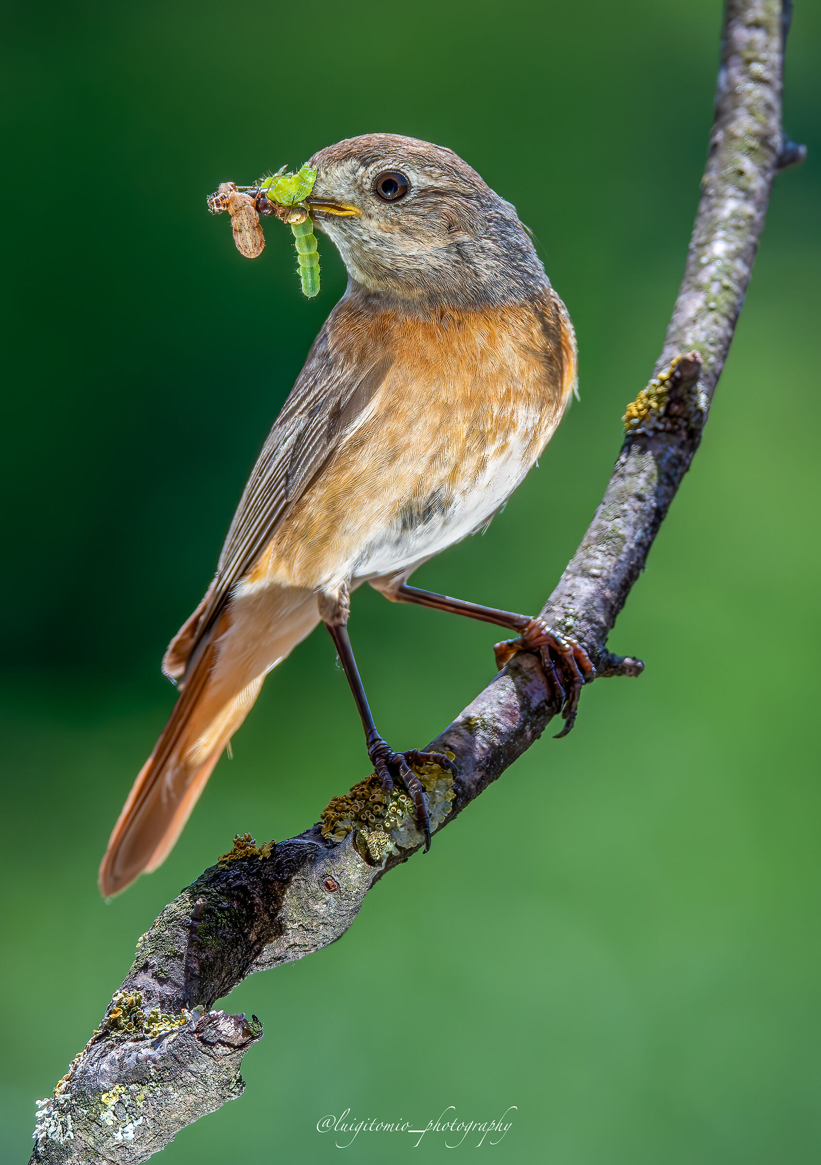 Redstart Mom