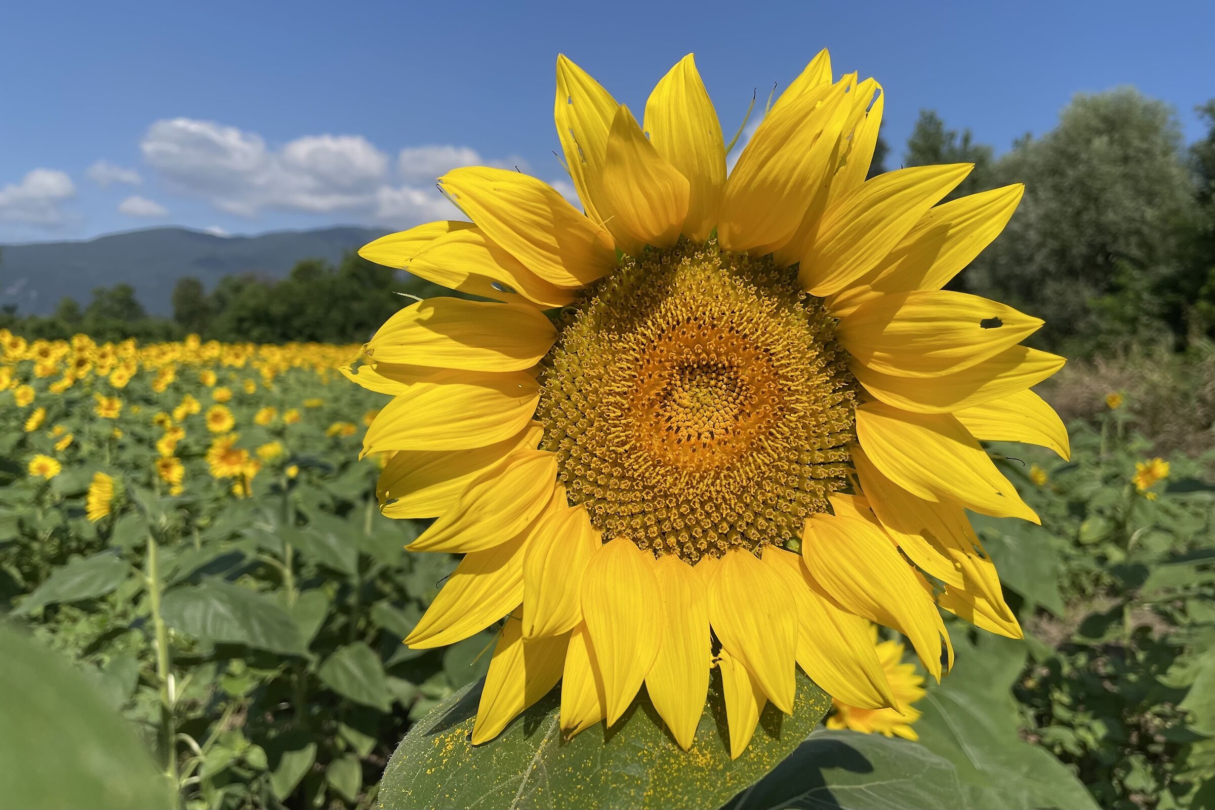 Sunflower