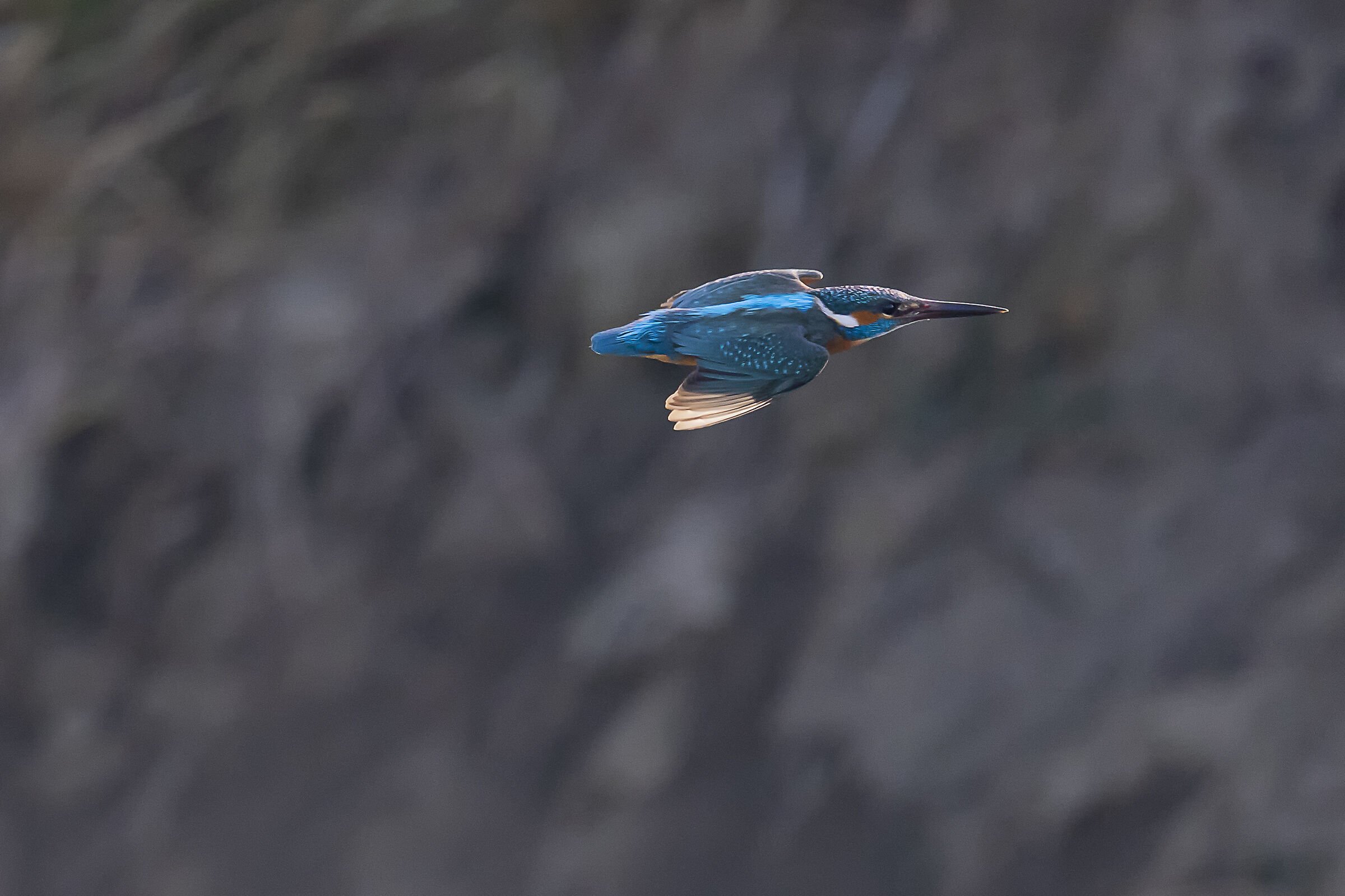 Martino in volo