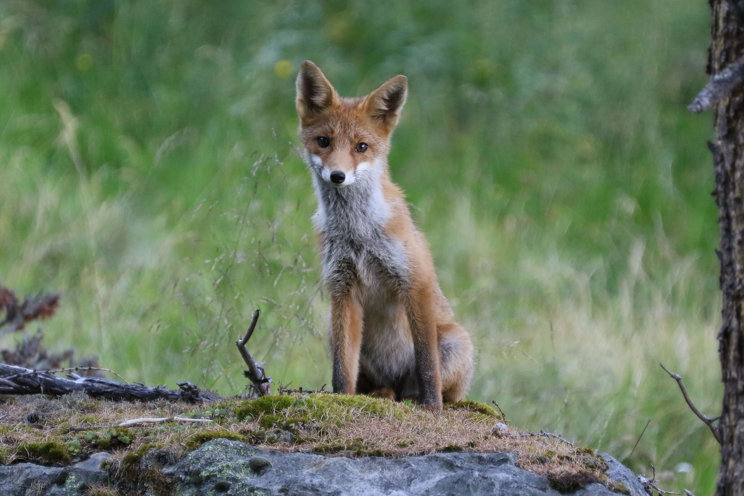 Vulpes!