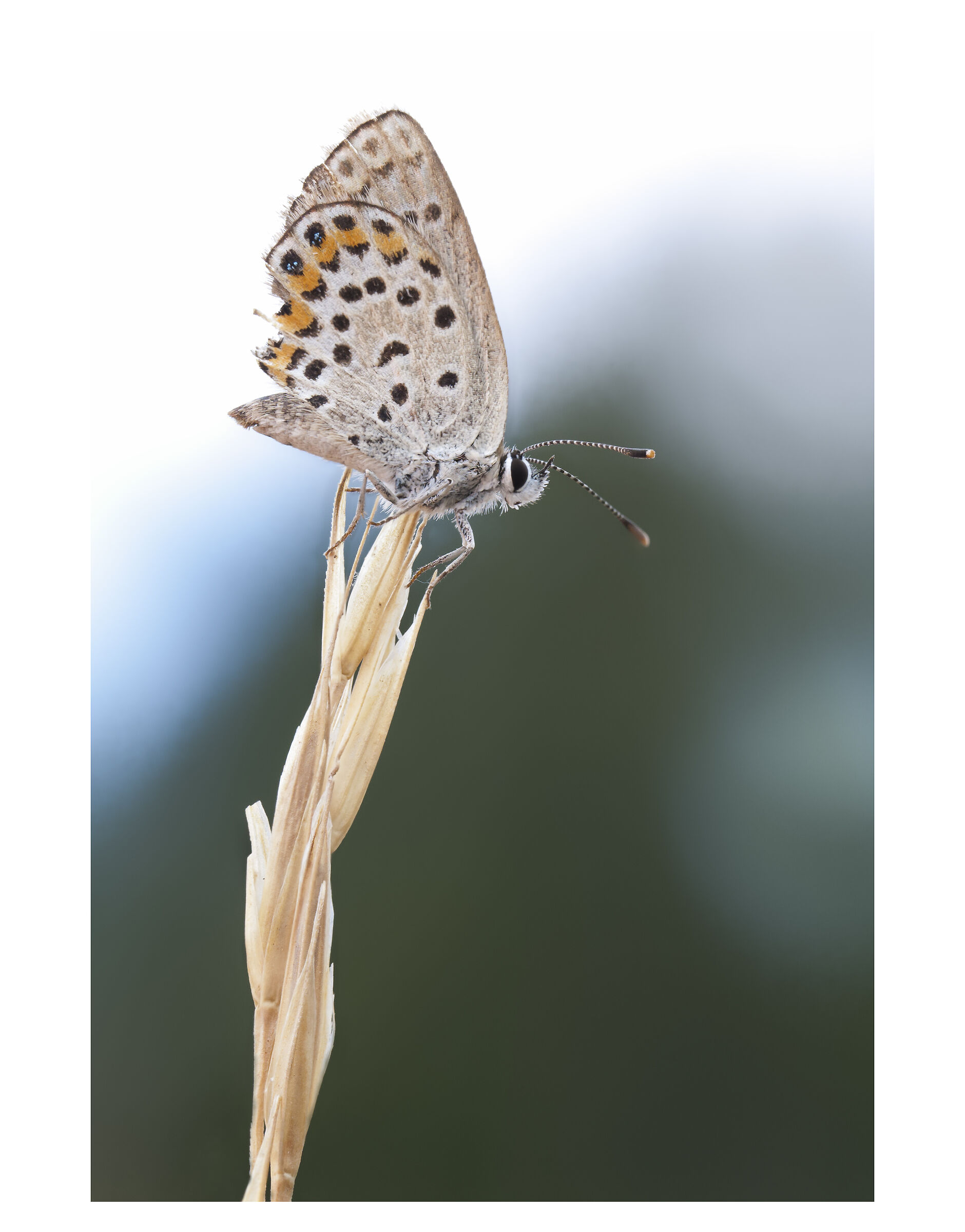 Plebejus 2