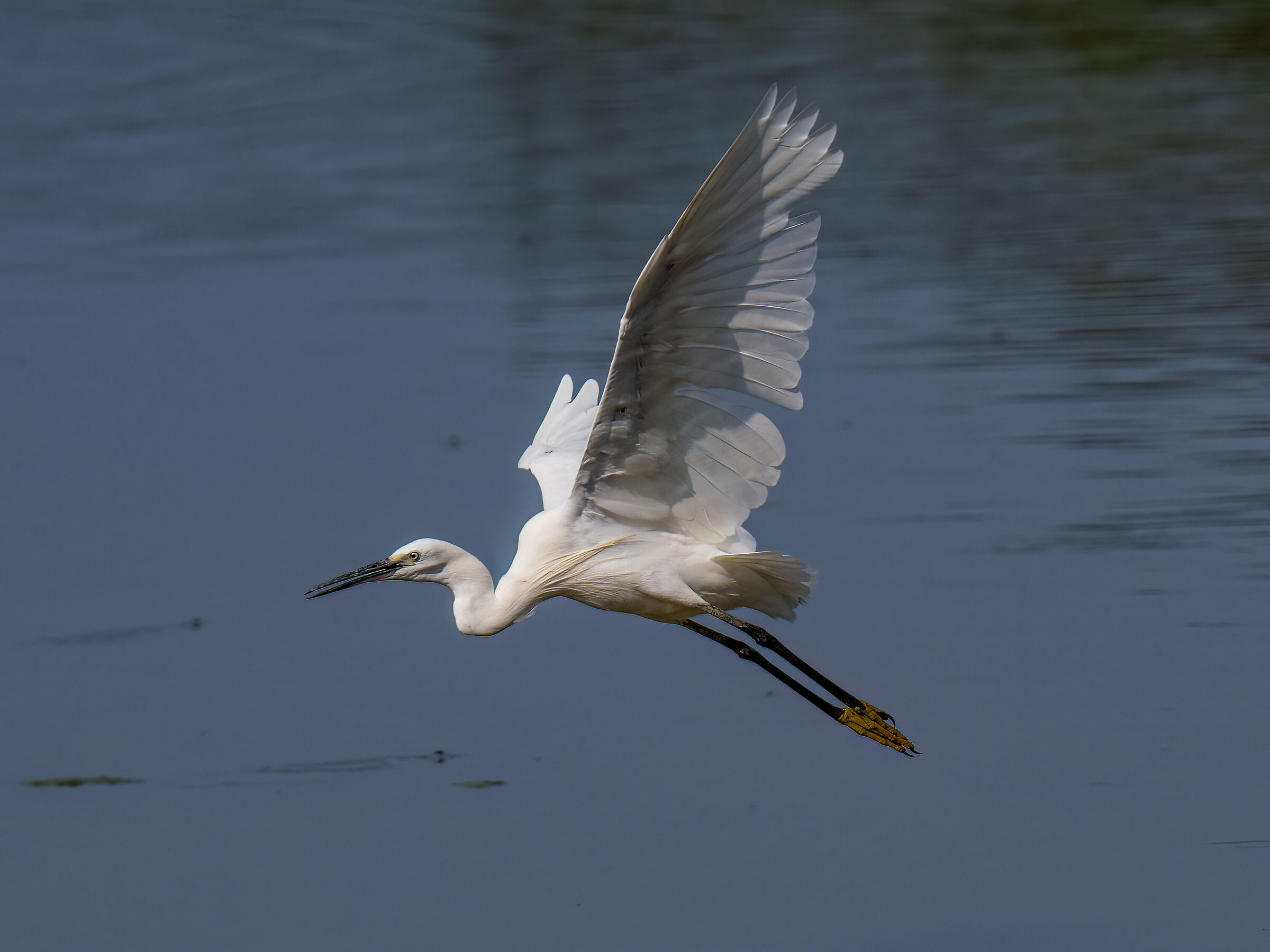 Egretta garzetta