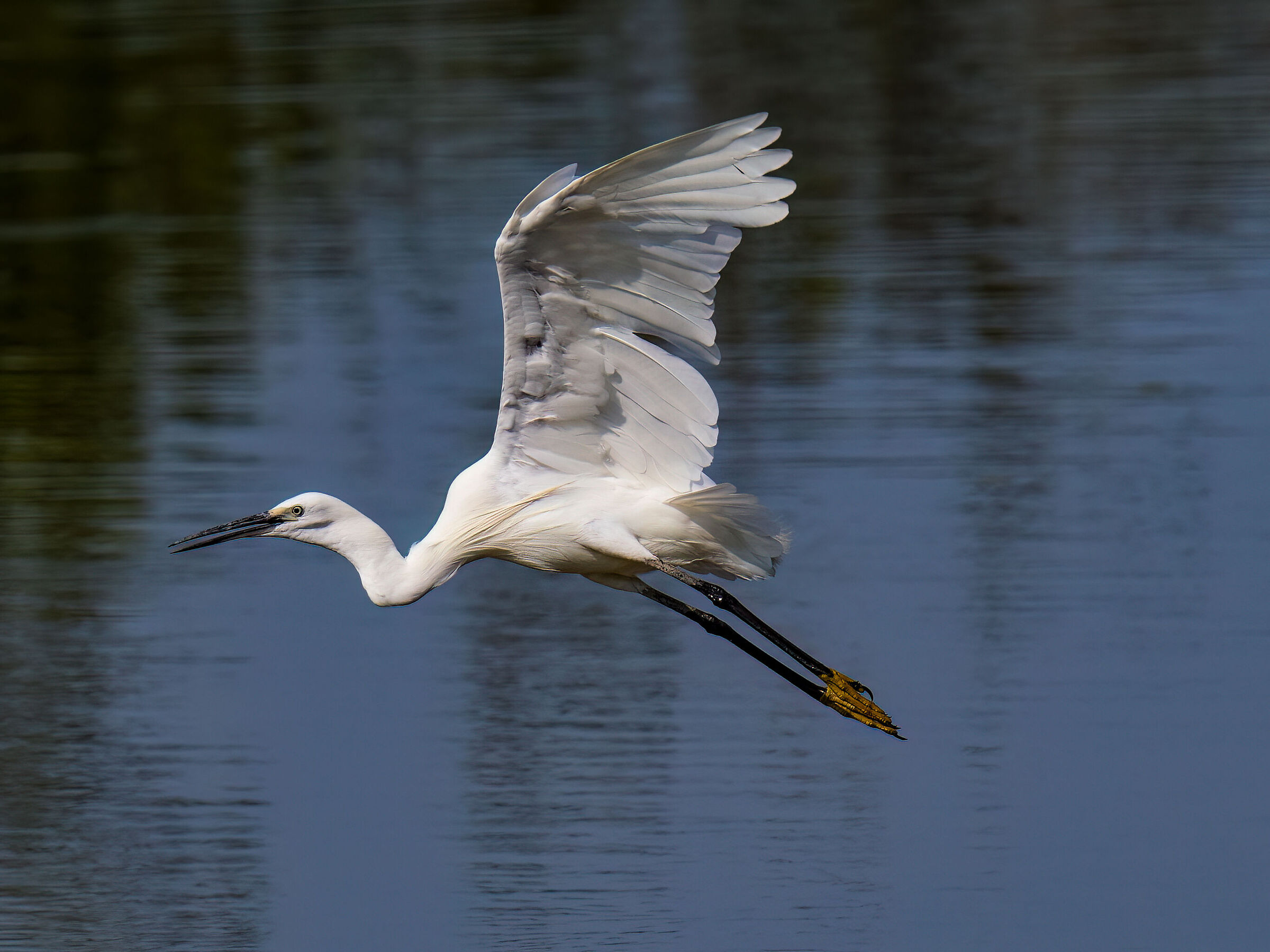 Egretta garzetta