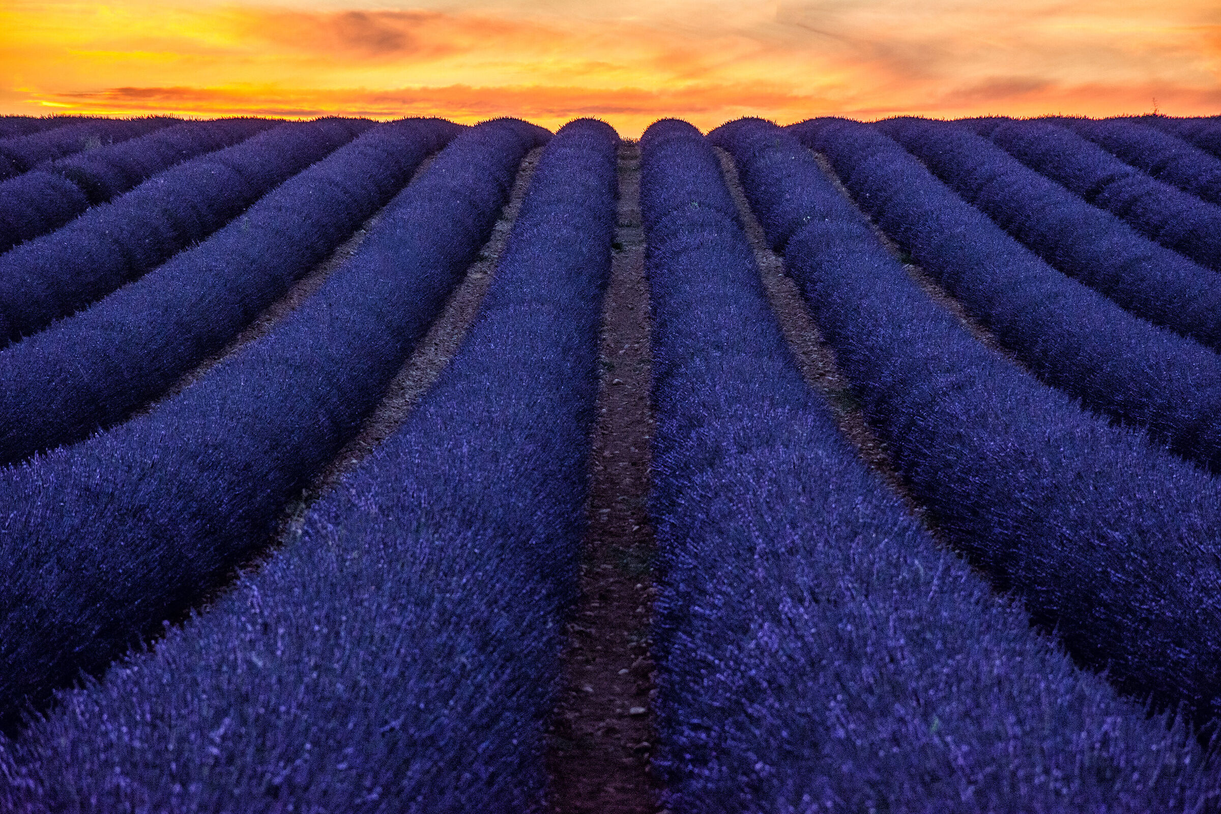 La magia di Valensole