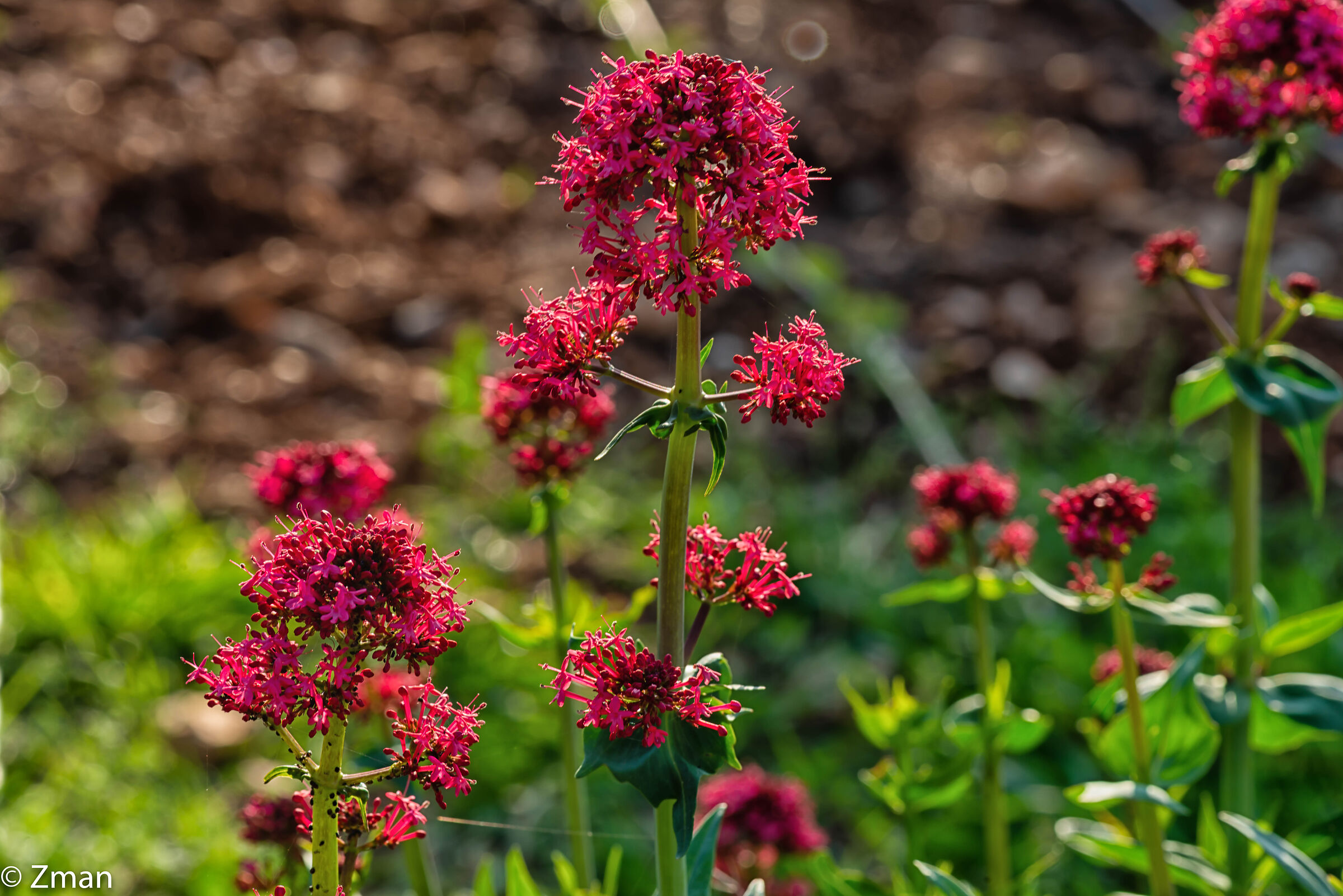 Fiori di Valeriana Rossa