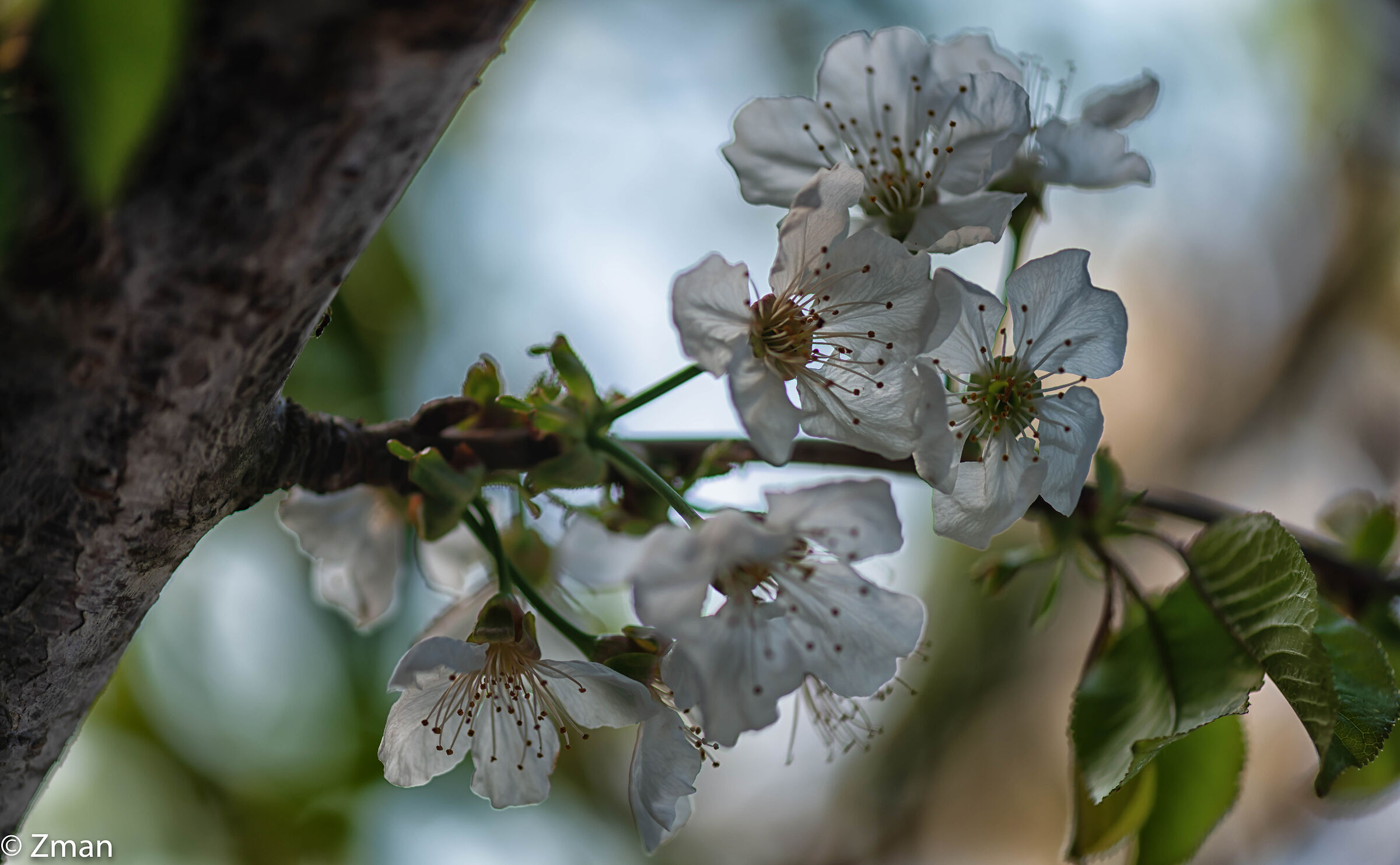 Le ciliegie fioriscono