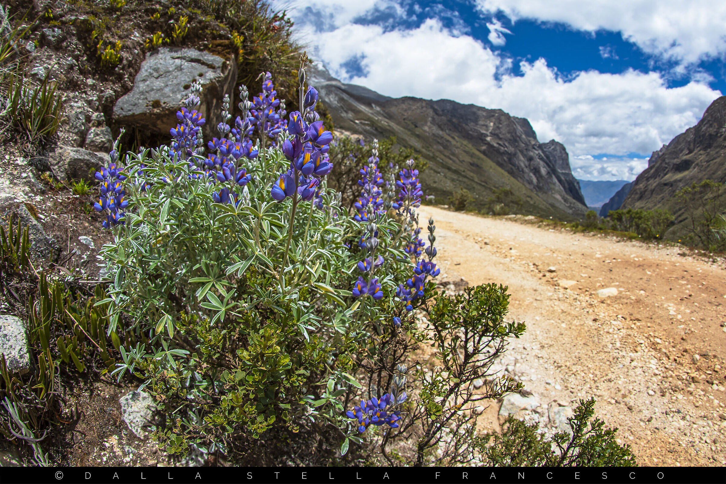 High-altitude inflorescences