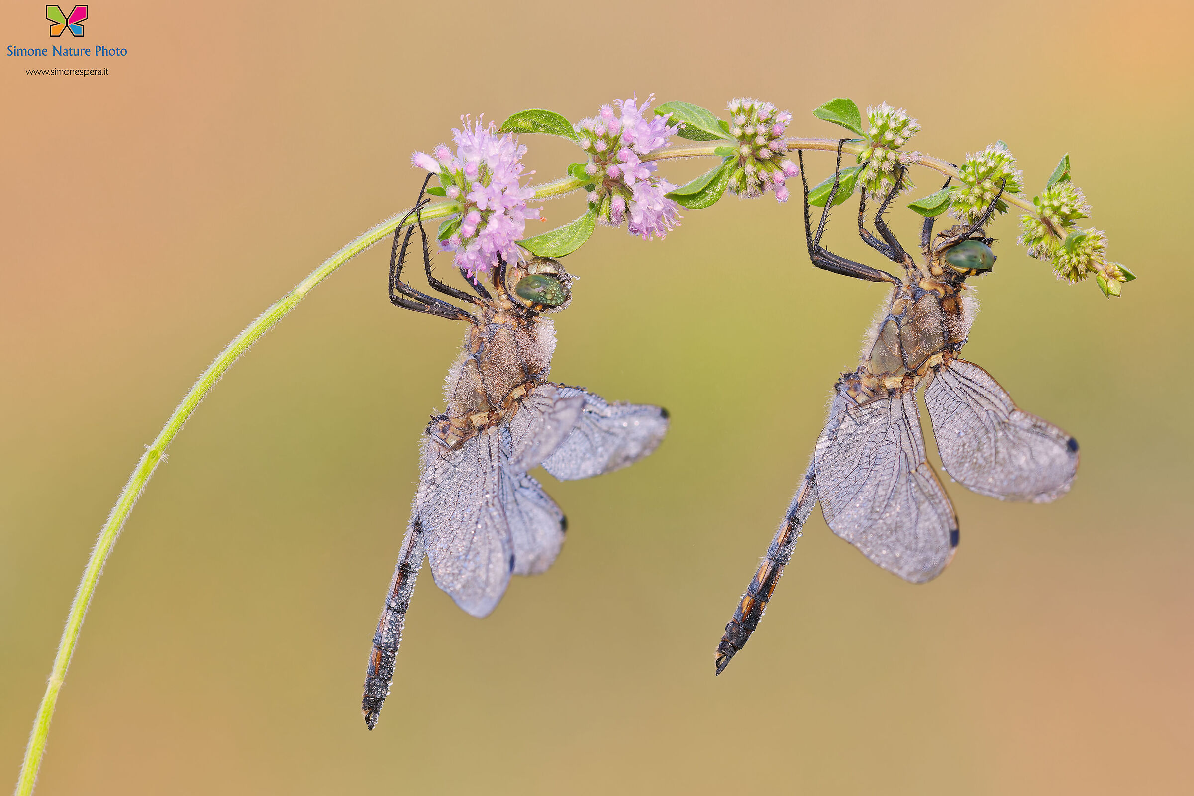 Orthetrum cancellatum ²