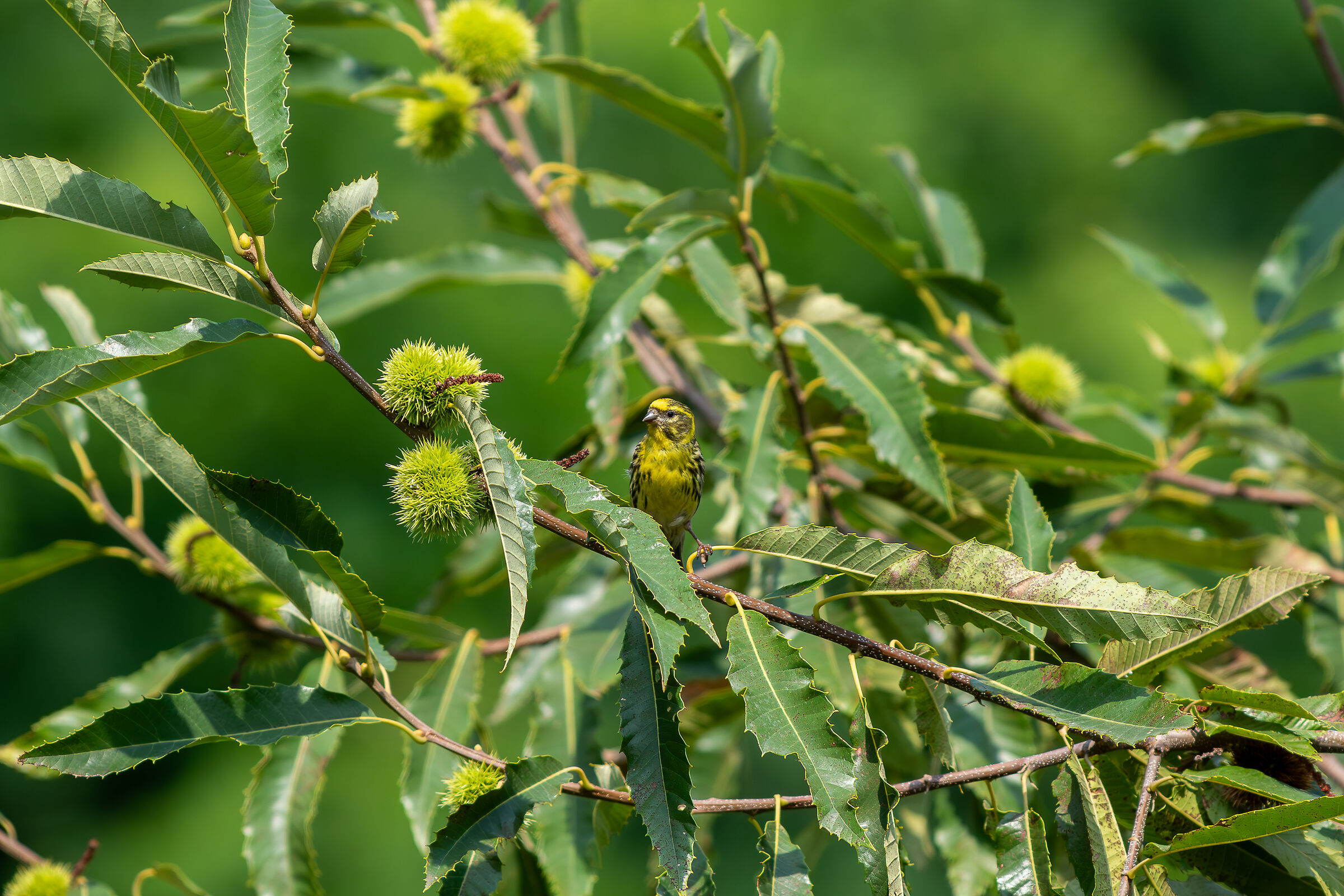 Verzellino o zigolo giallo?