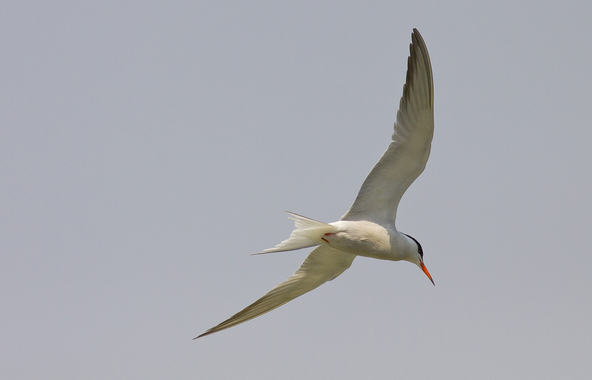 tern