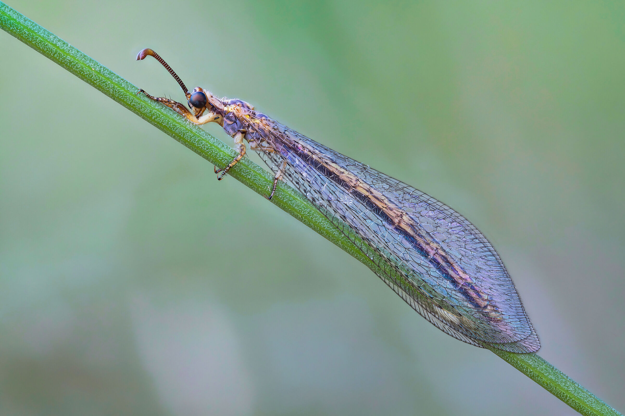 Macronemurus appendiculatus