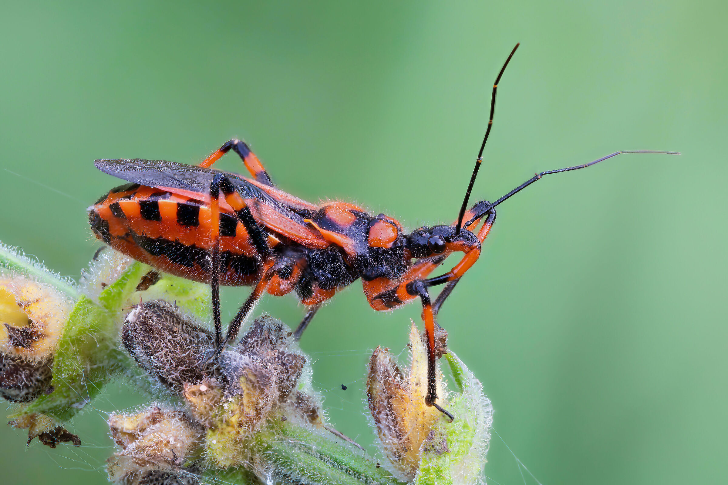 Rhynocoris iracundus (Killer Bug)