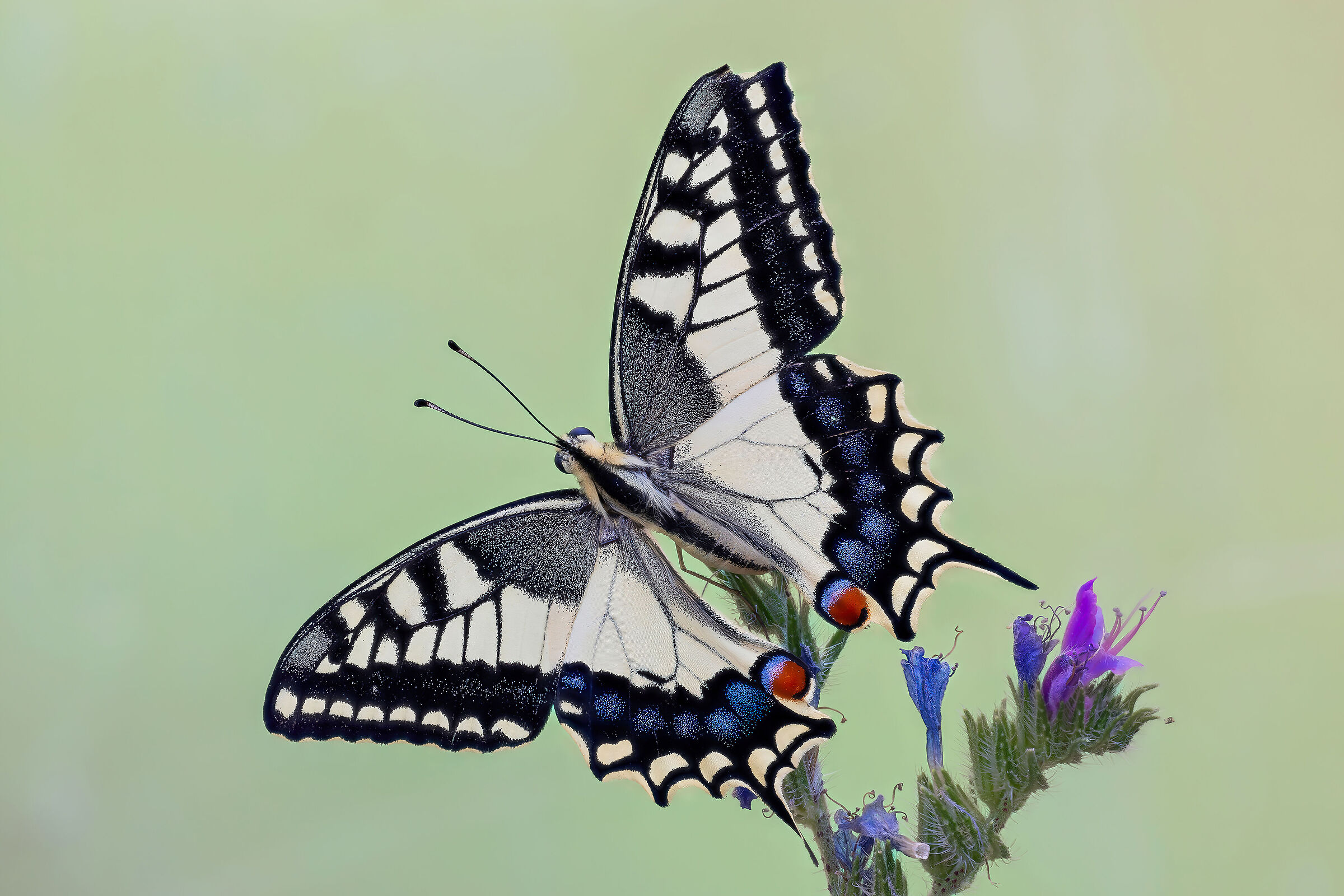 Papilio machaon