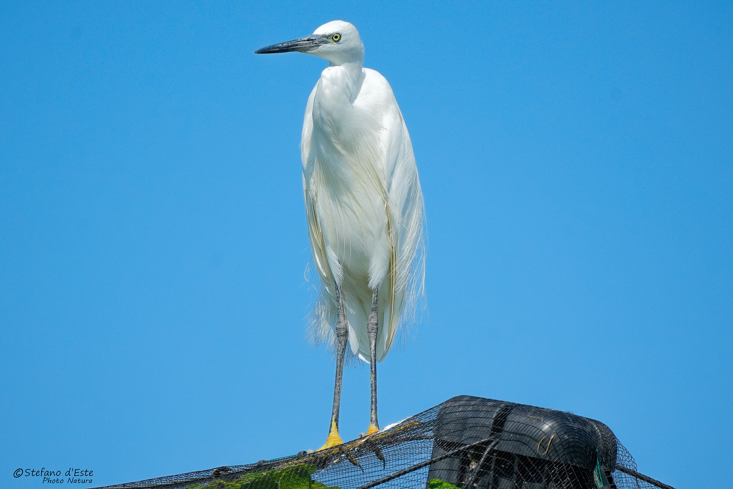 Egret