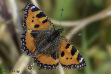 Aglais urticae