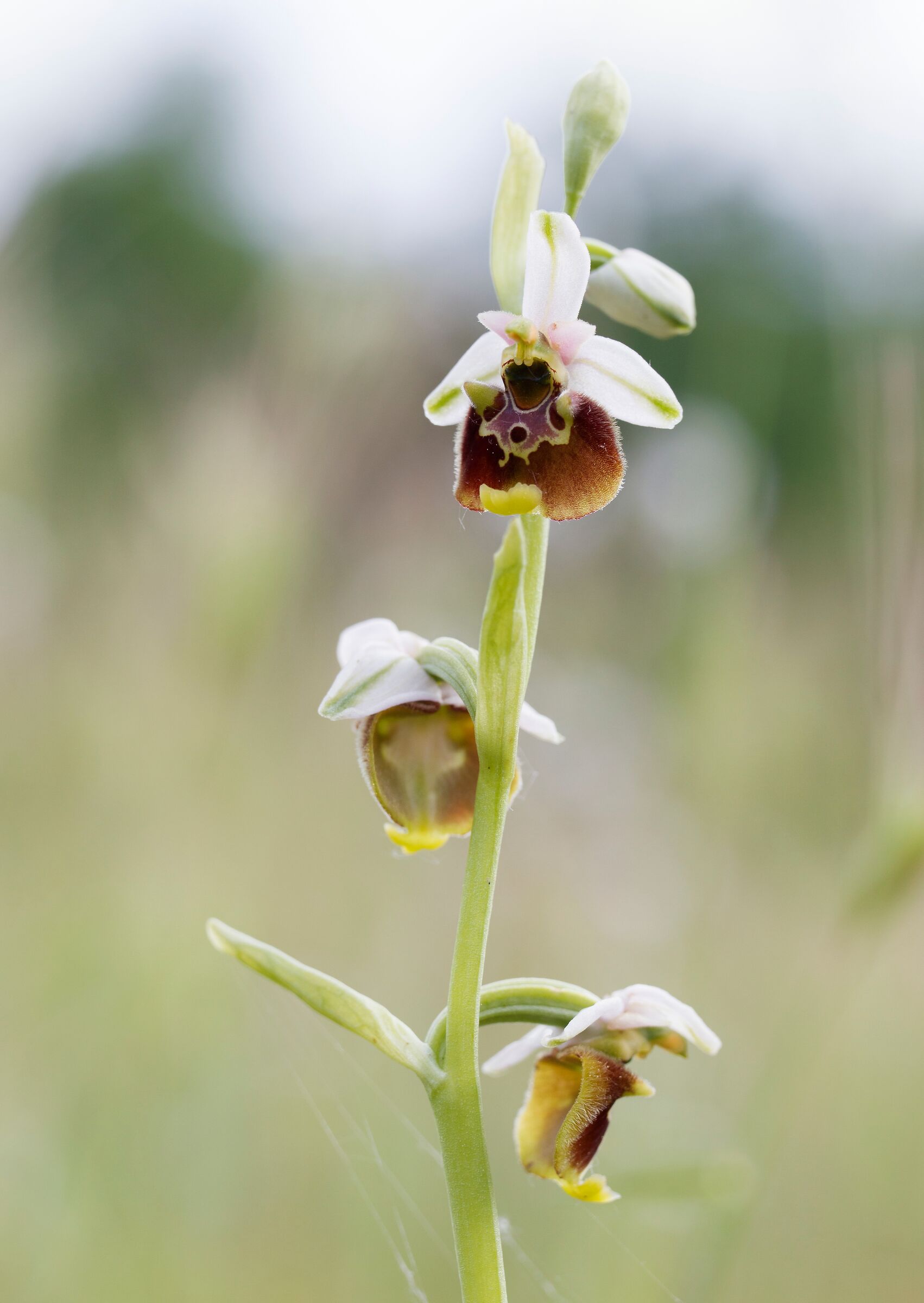 Ophrys 2