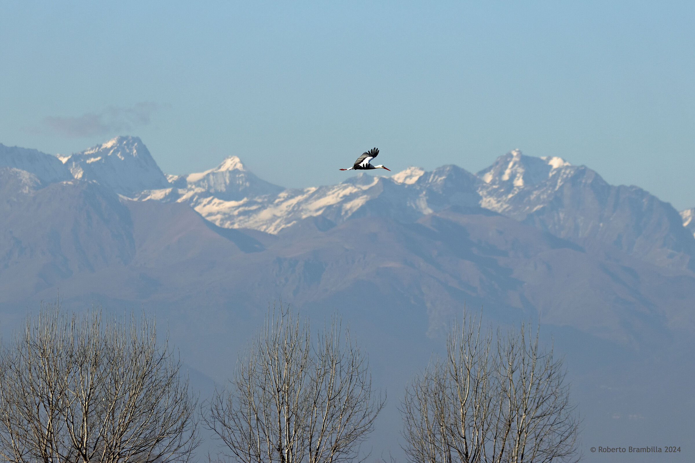 Cicogna in volo
