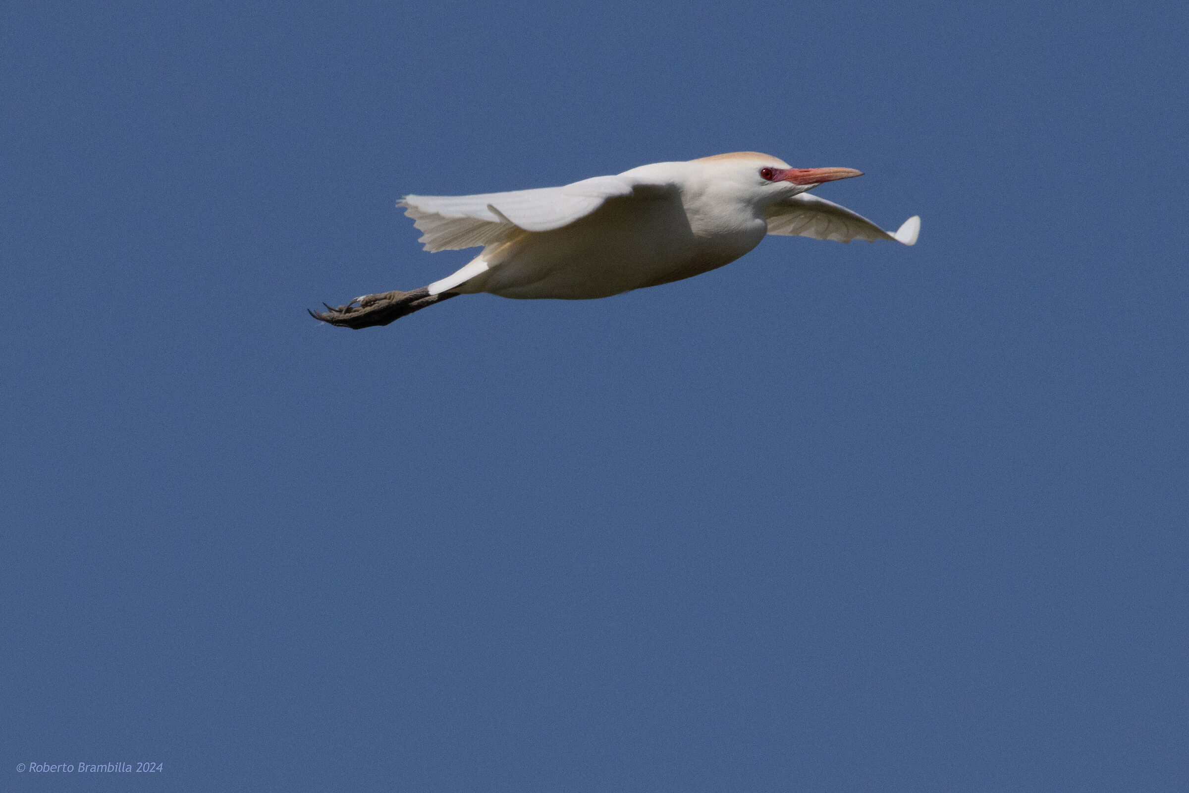 Guarda Buoi in volo