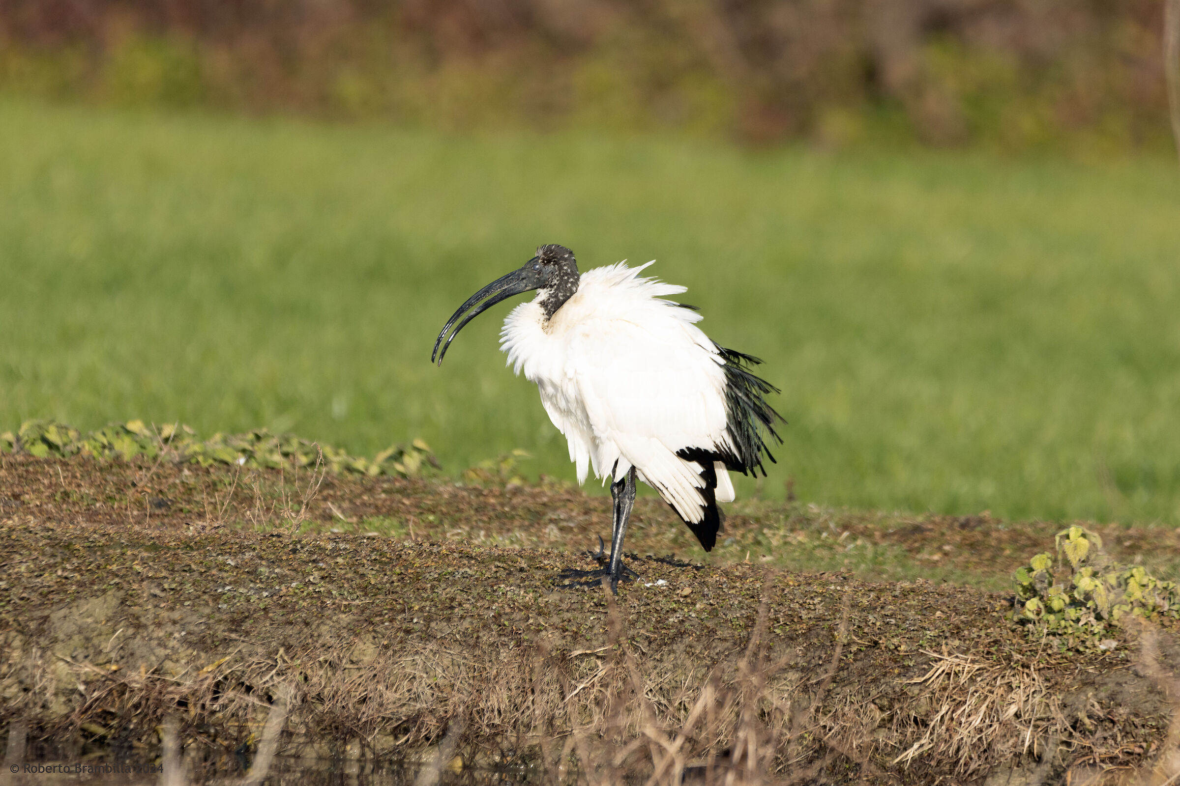 Ibis