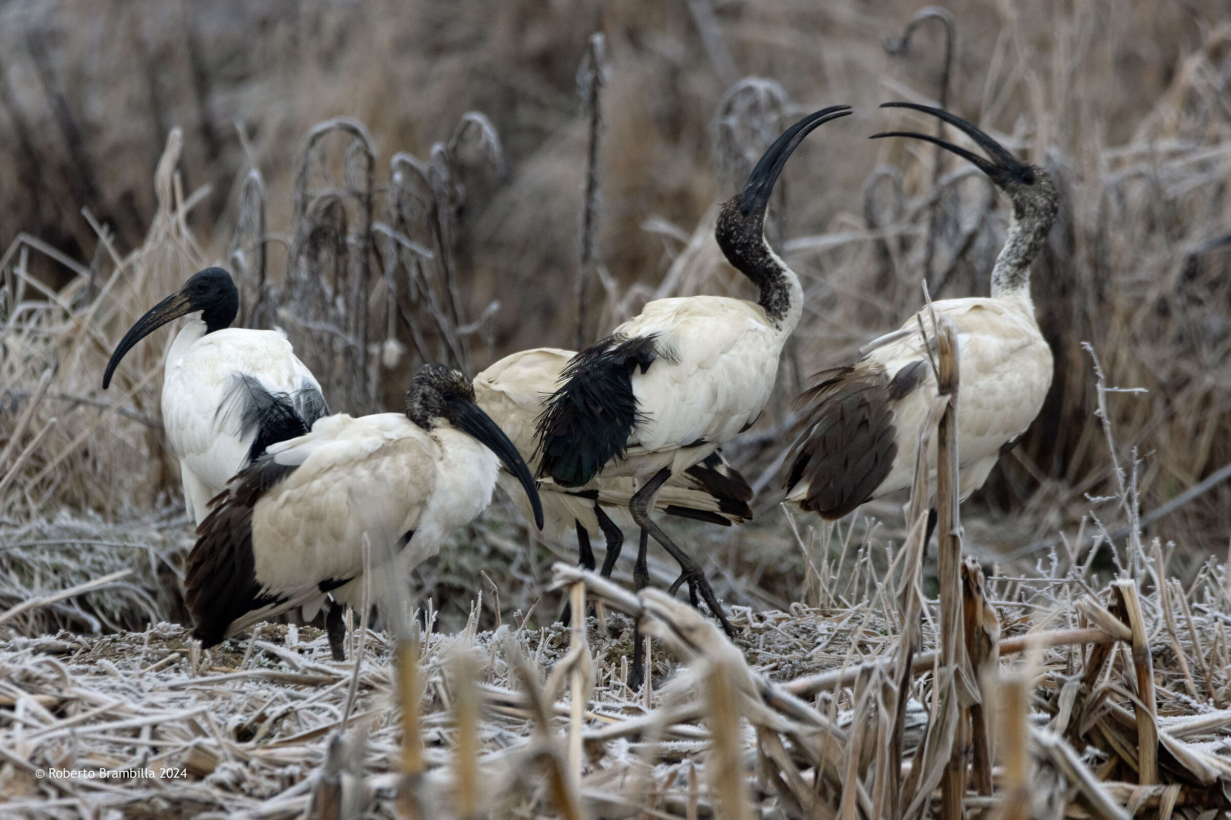 Ibis in lotta