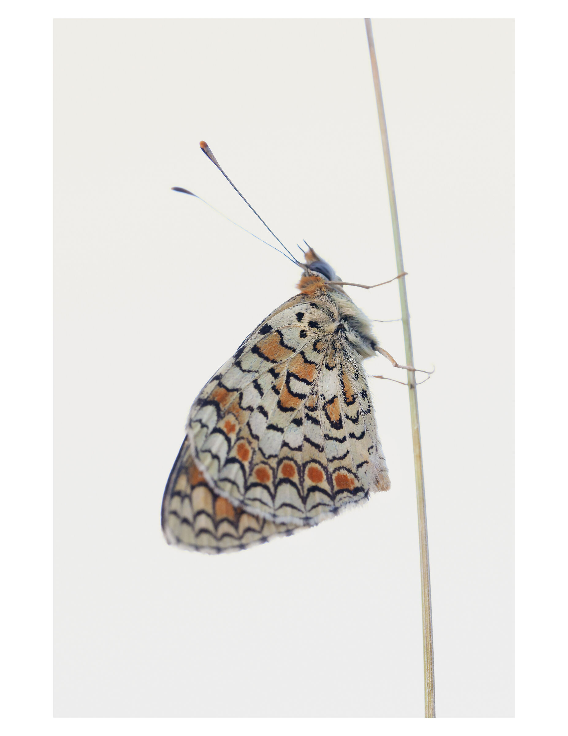Melitaea 2