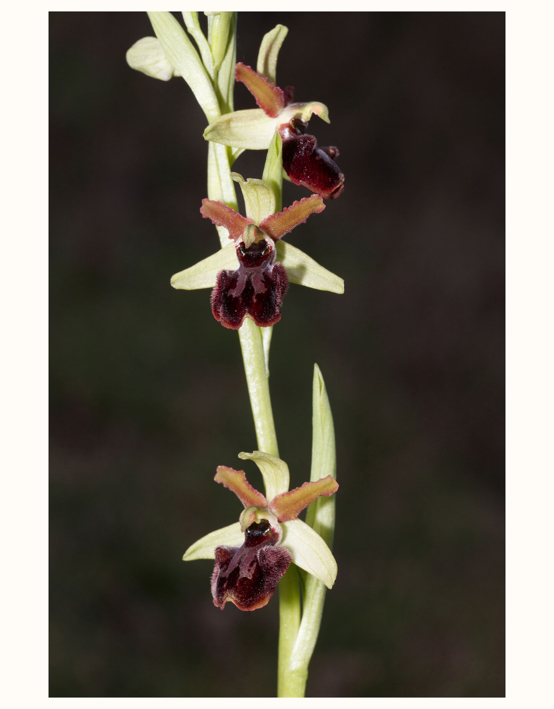 Ophrys 3