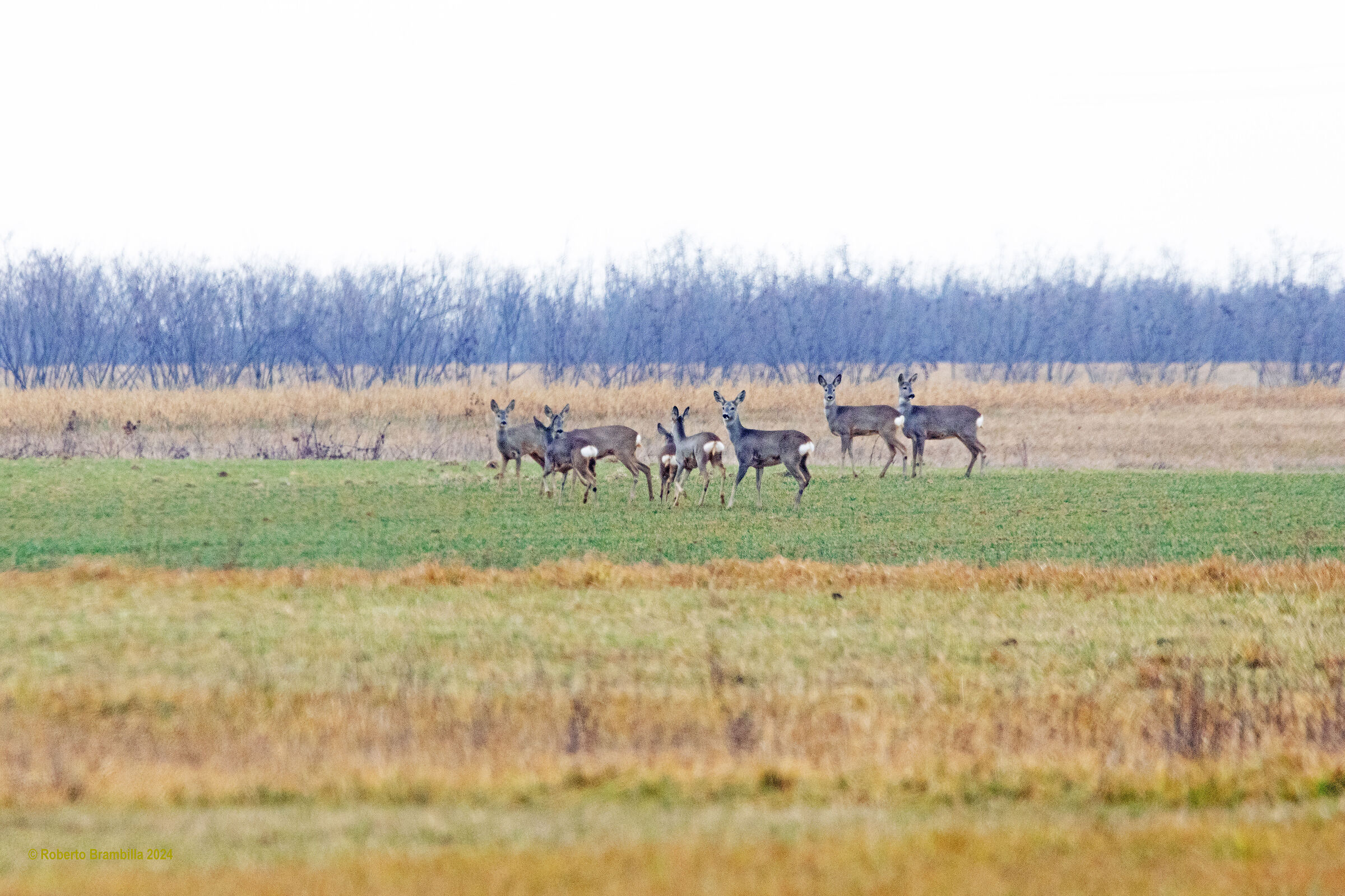 Roe deer