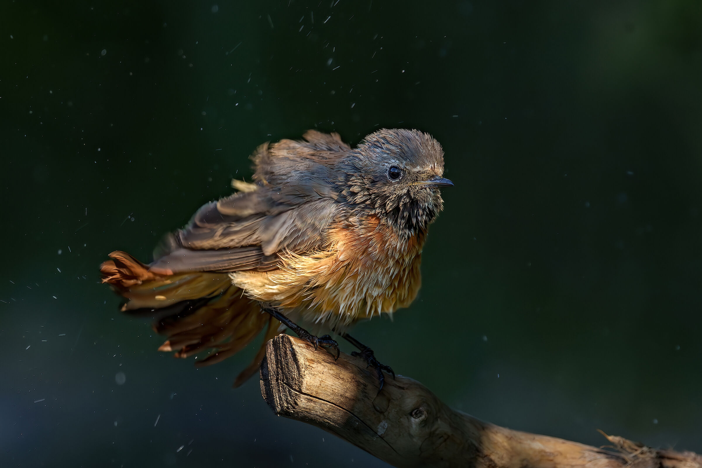 Young redstart, sgrullatina...