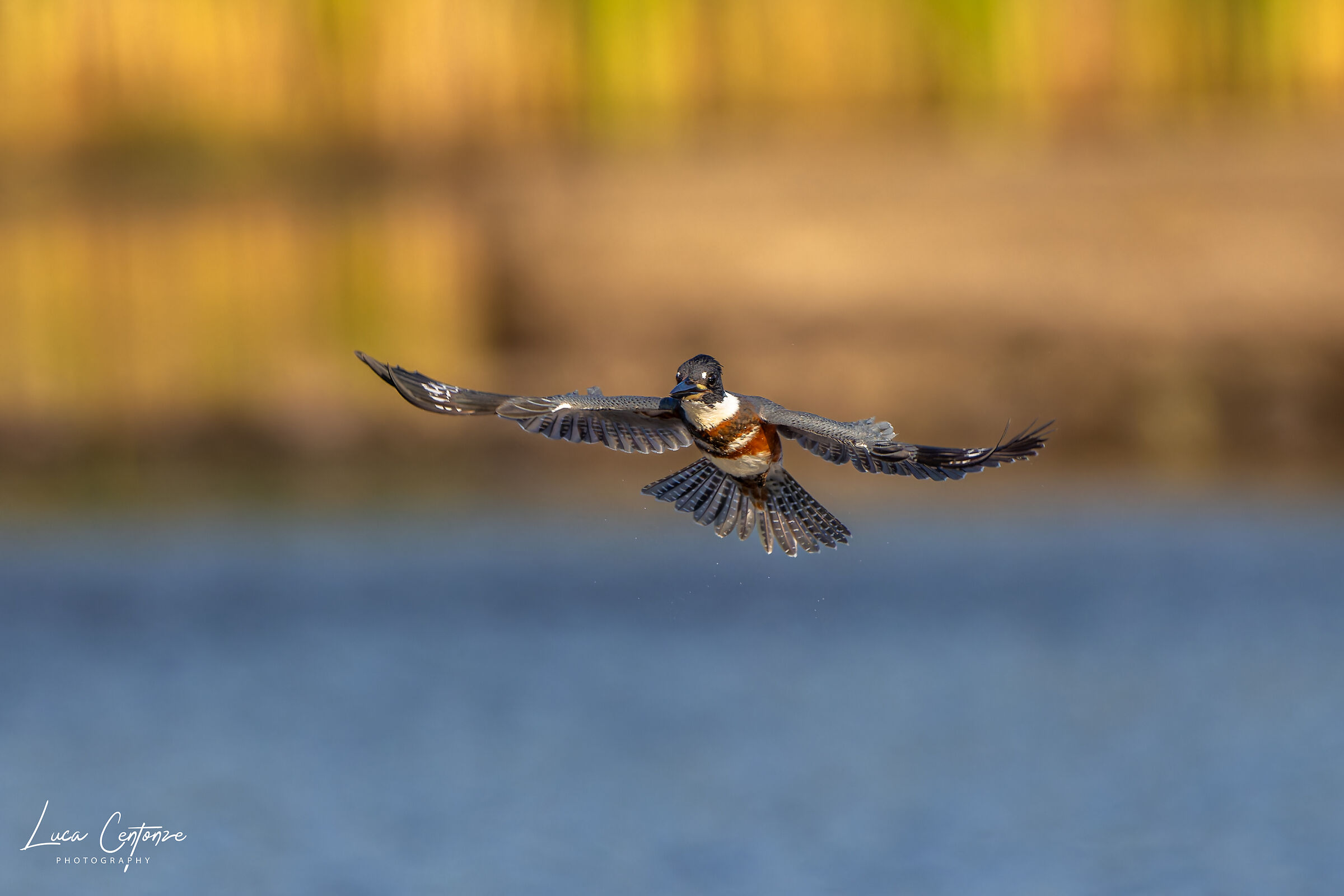American Martin. Belted Kingfisher female