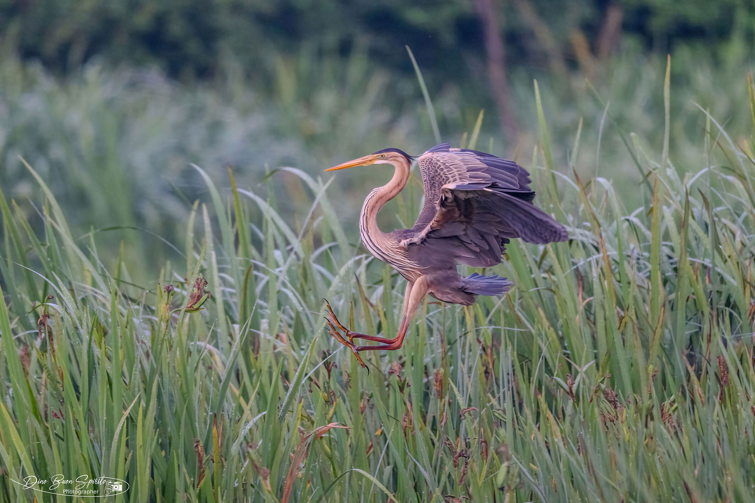 Purple heron
