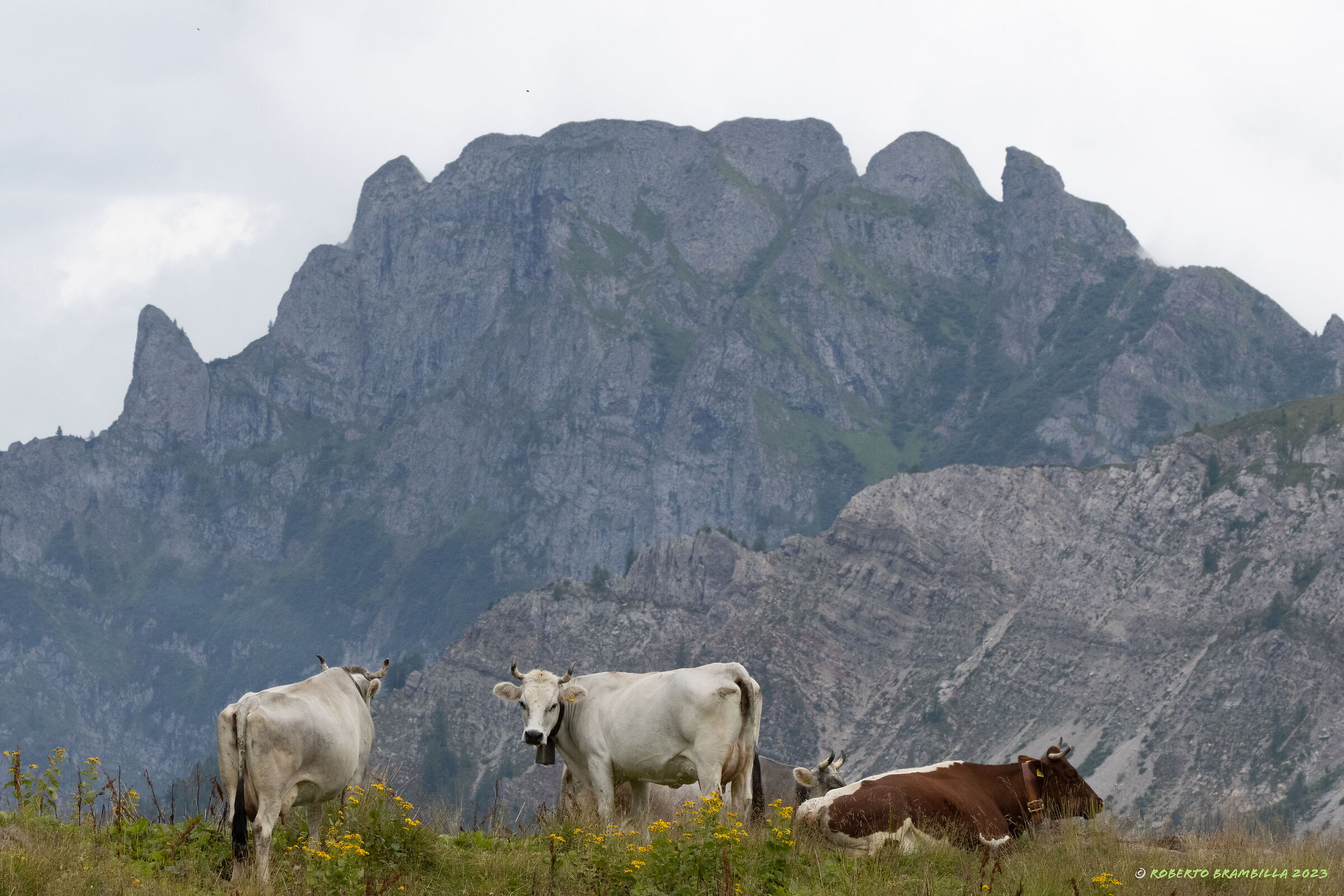 Alpine pasture