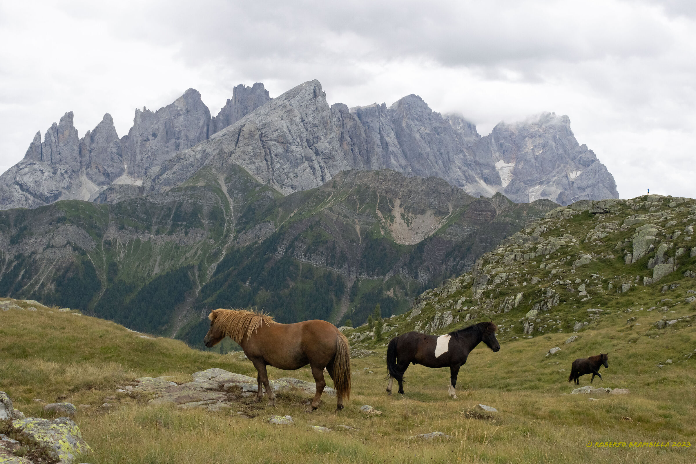Horses