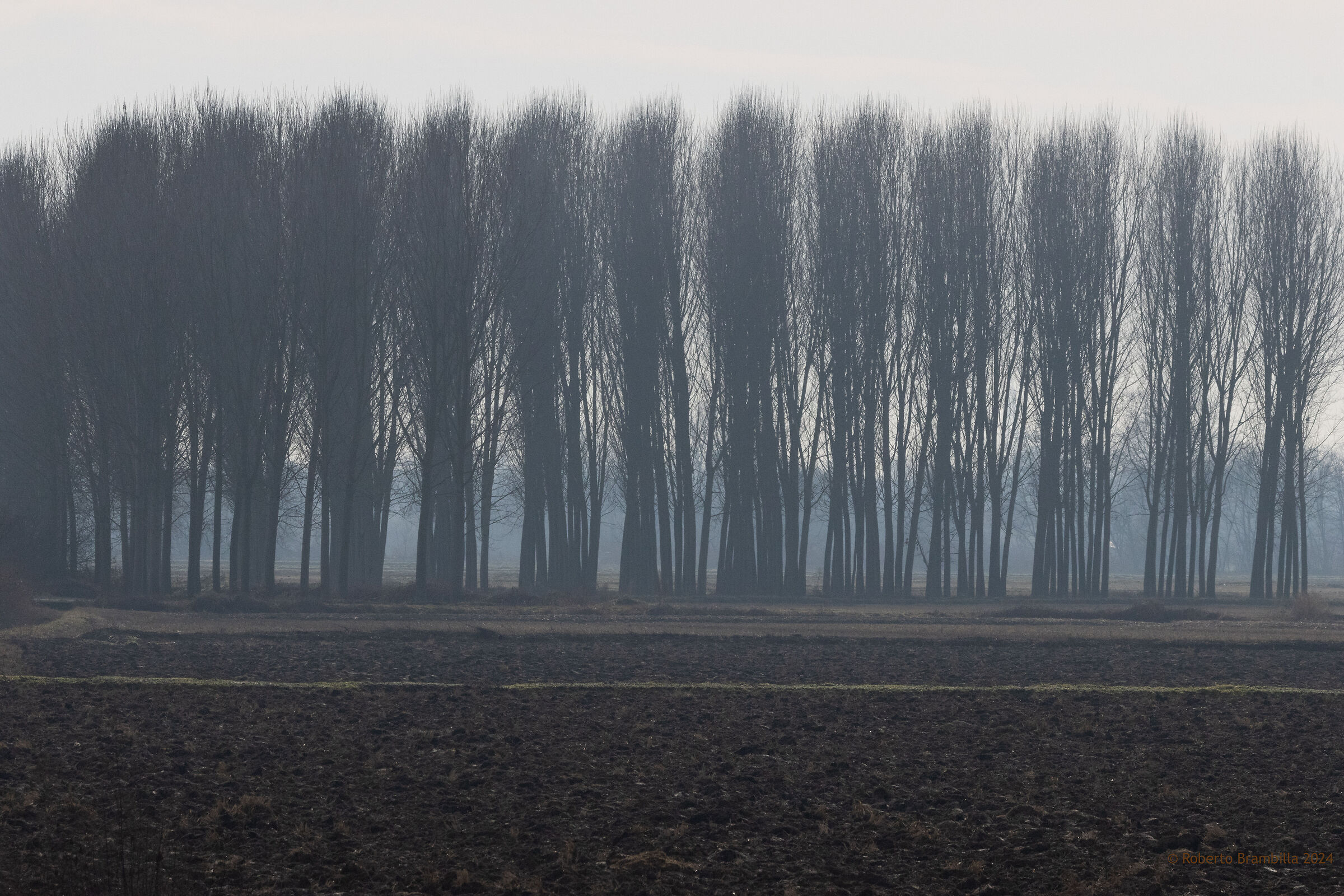 Pioppi D'inverno