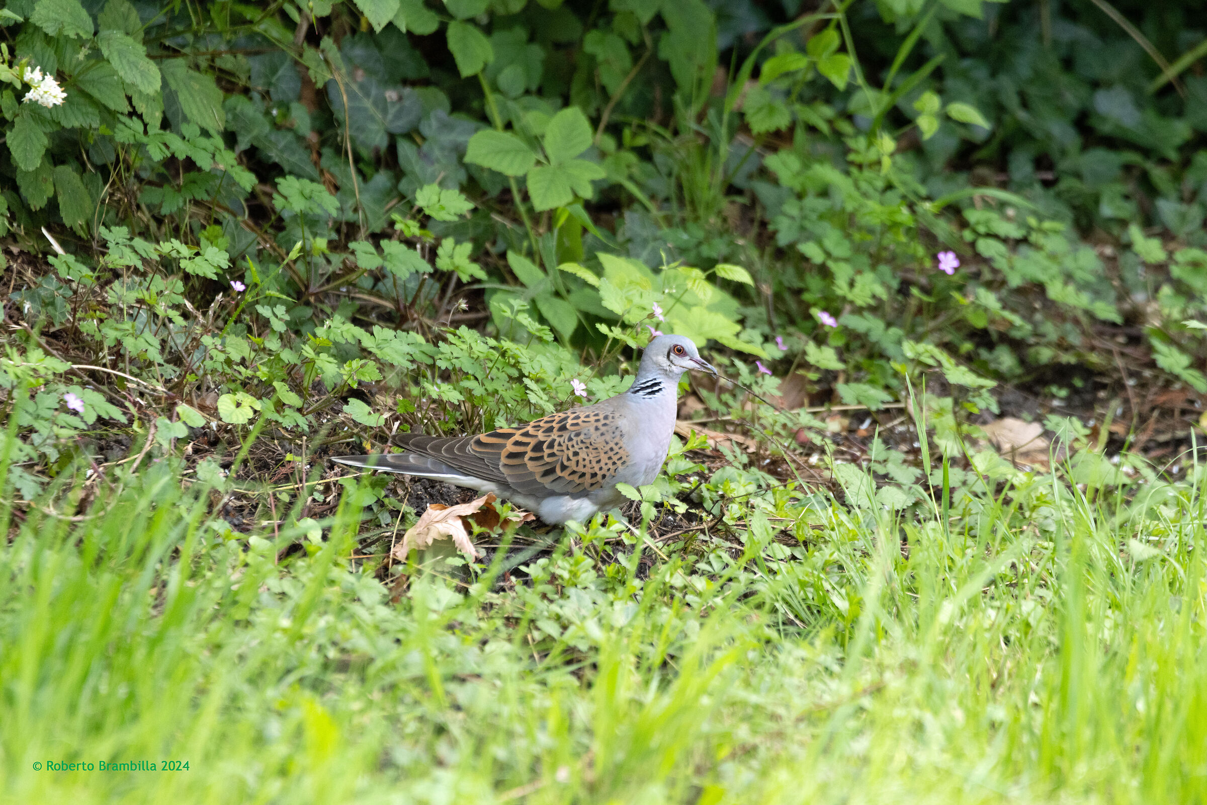 Turtledove