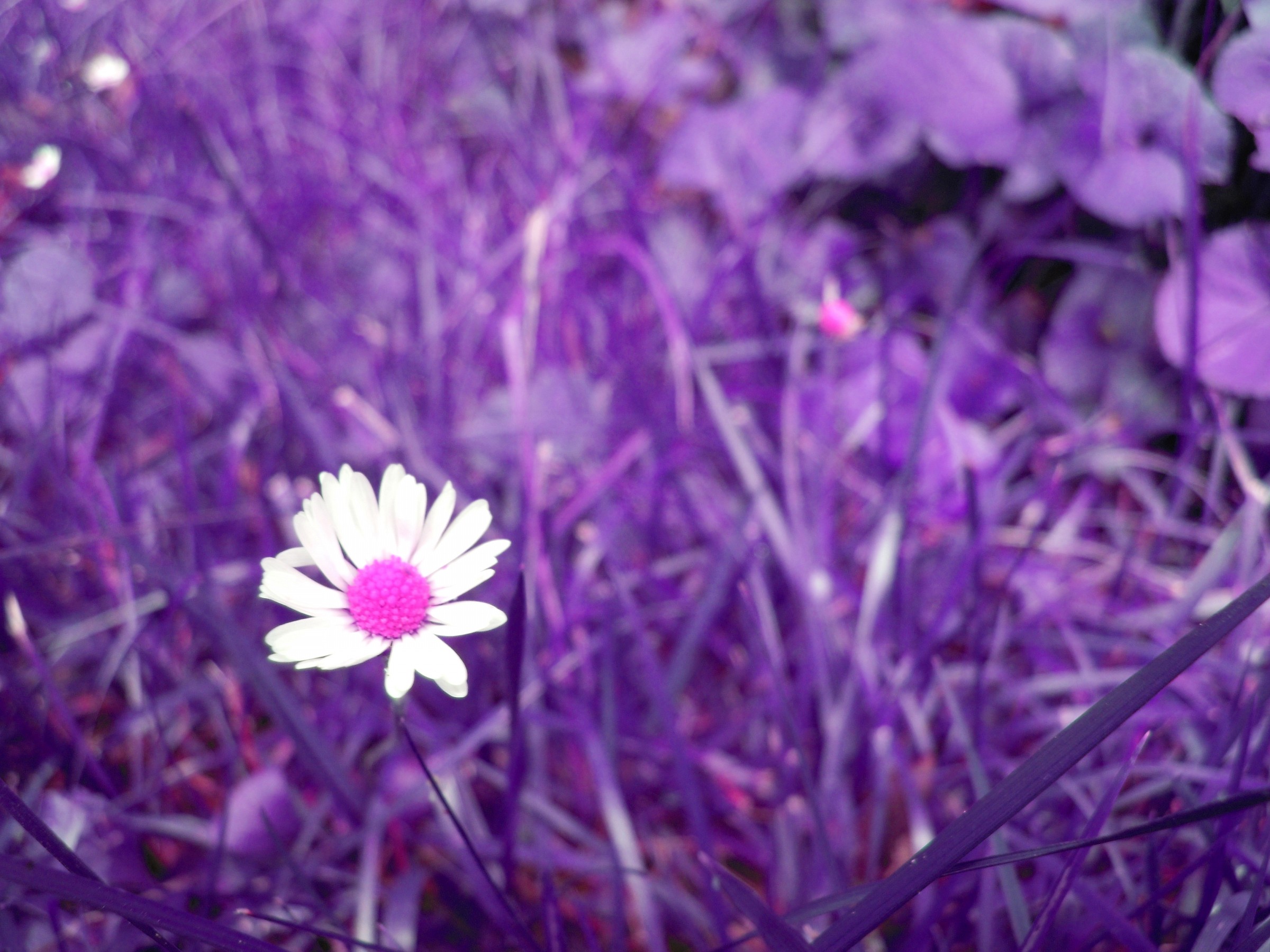 Cosa direbbe Cocciante?