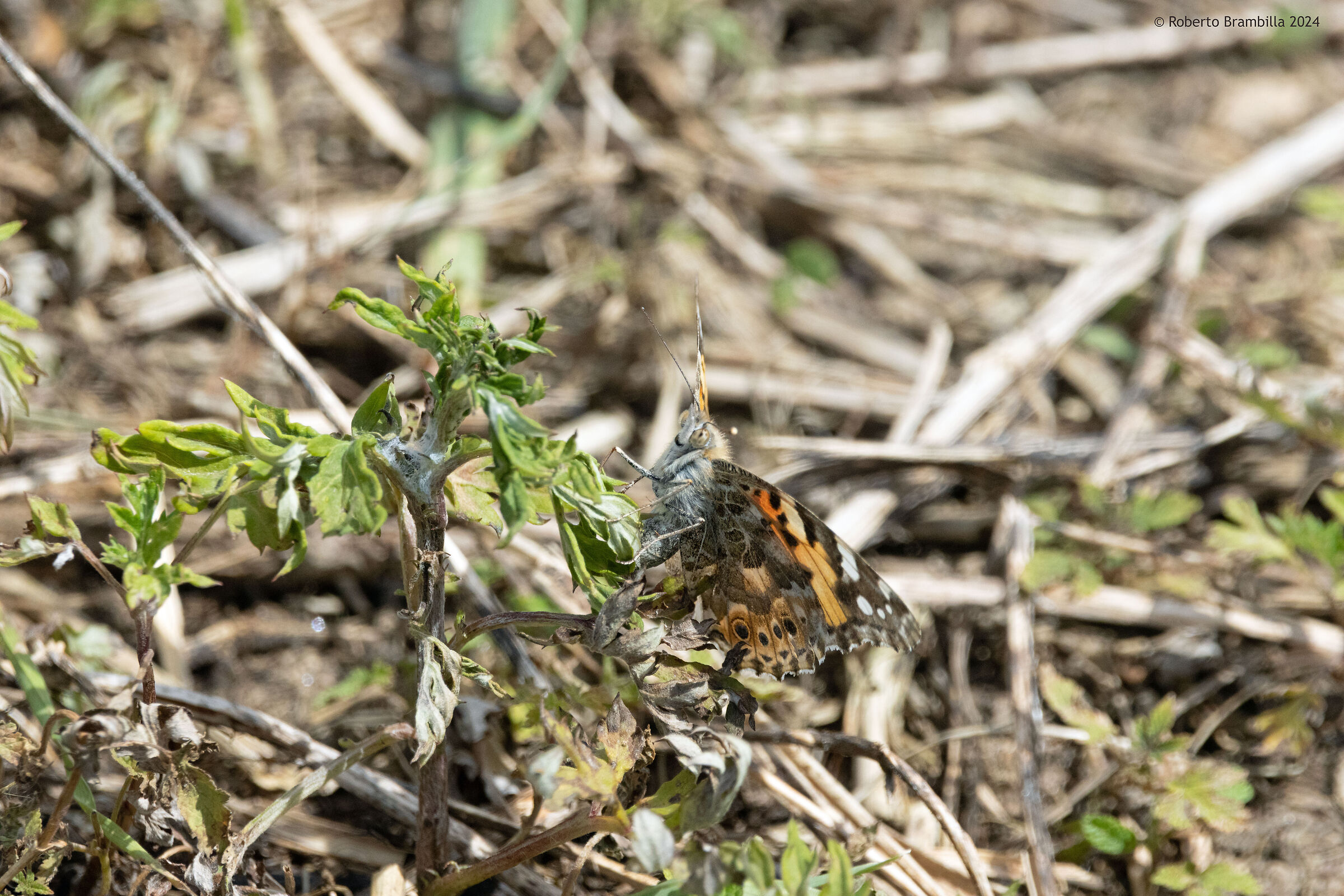 Butterfly