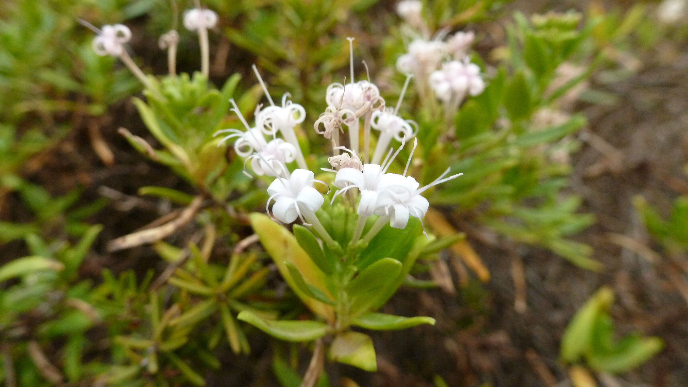 White Flowers