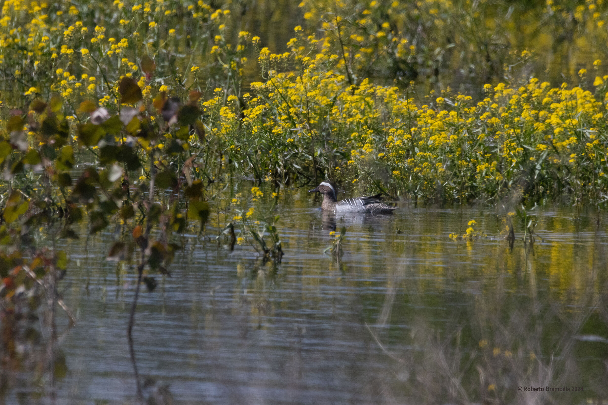 Garganey