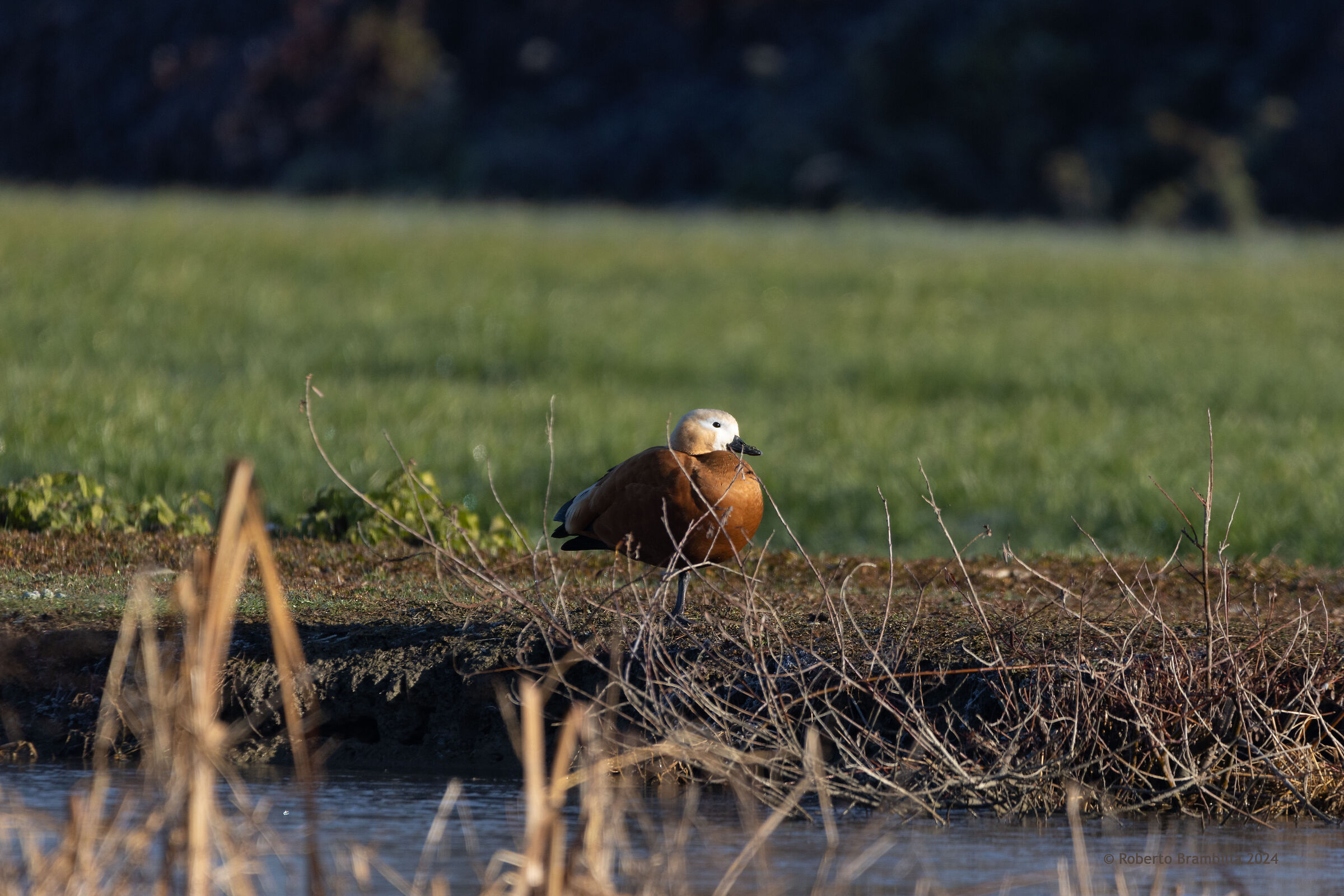 Ruddy shelduck